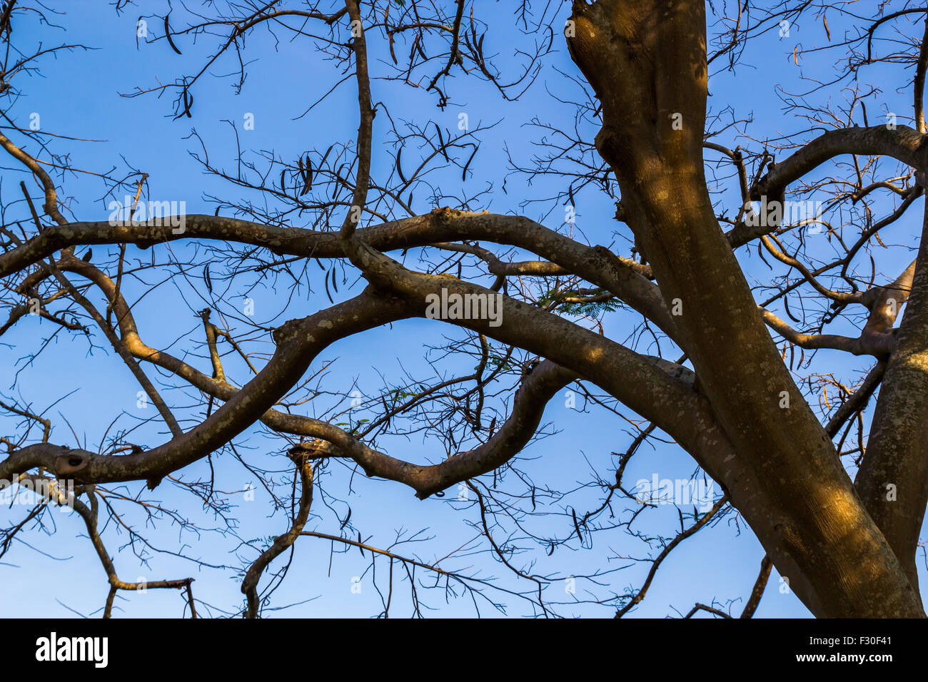 Dry wood tree in blue sky background Stock Photo - Alamy