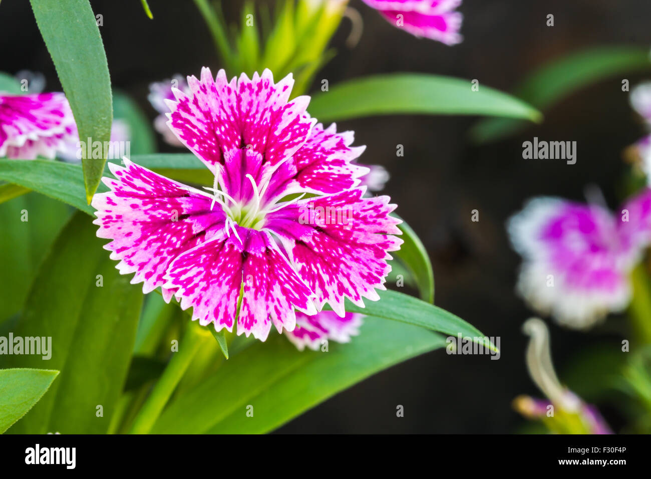 Beautiful pink and white Dianthus chinensis on the garden Stock Photo