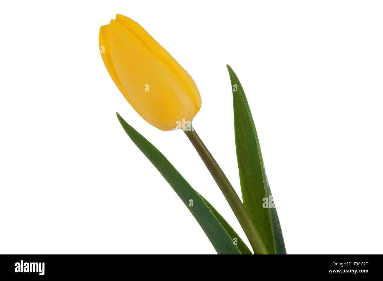 Yellow tulip isolated on white background Stock Photo - Alamy