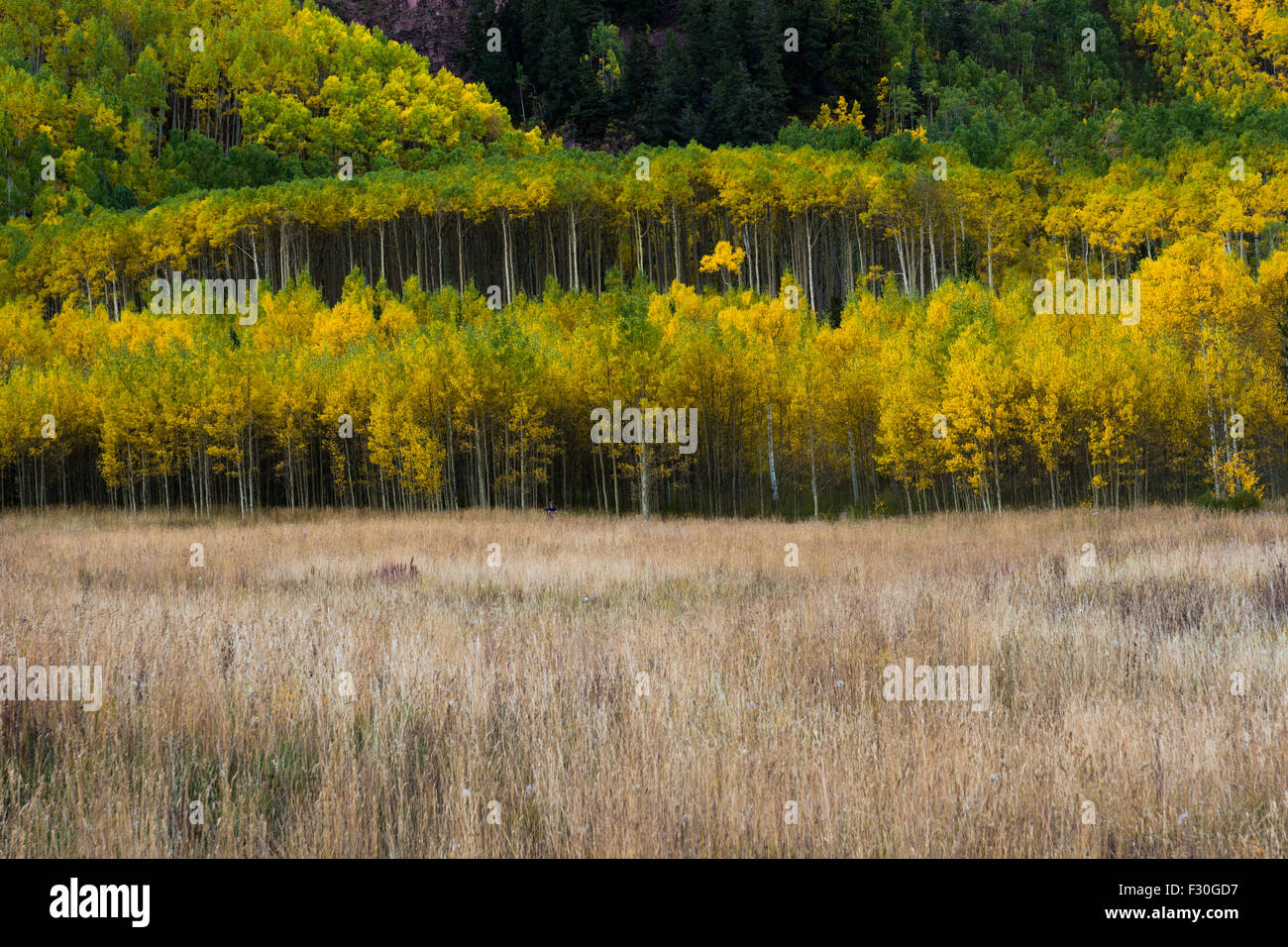 Aspen Trees in Fall with changing colors and long grass Stock Photo