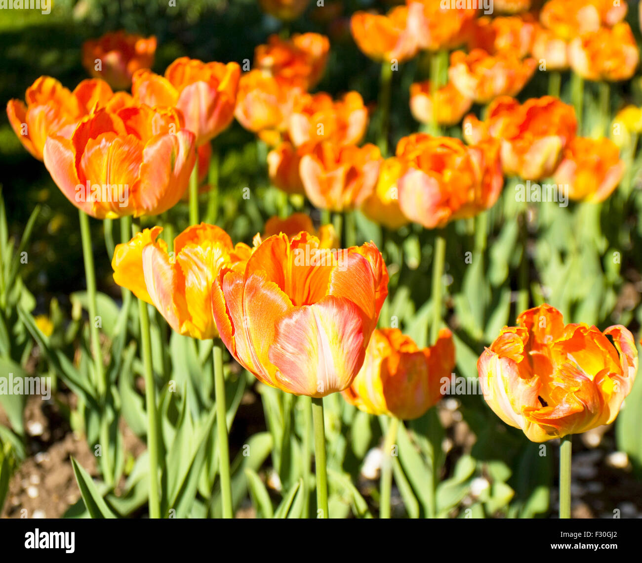 Flower bed with many red tulips, horizontal Stock Photo - Alamy