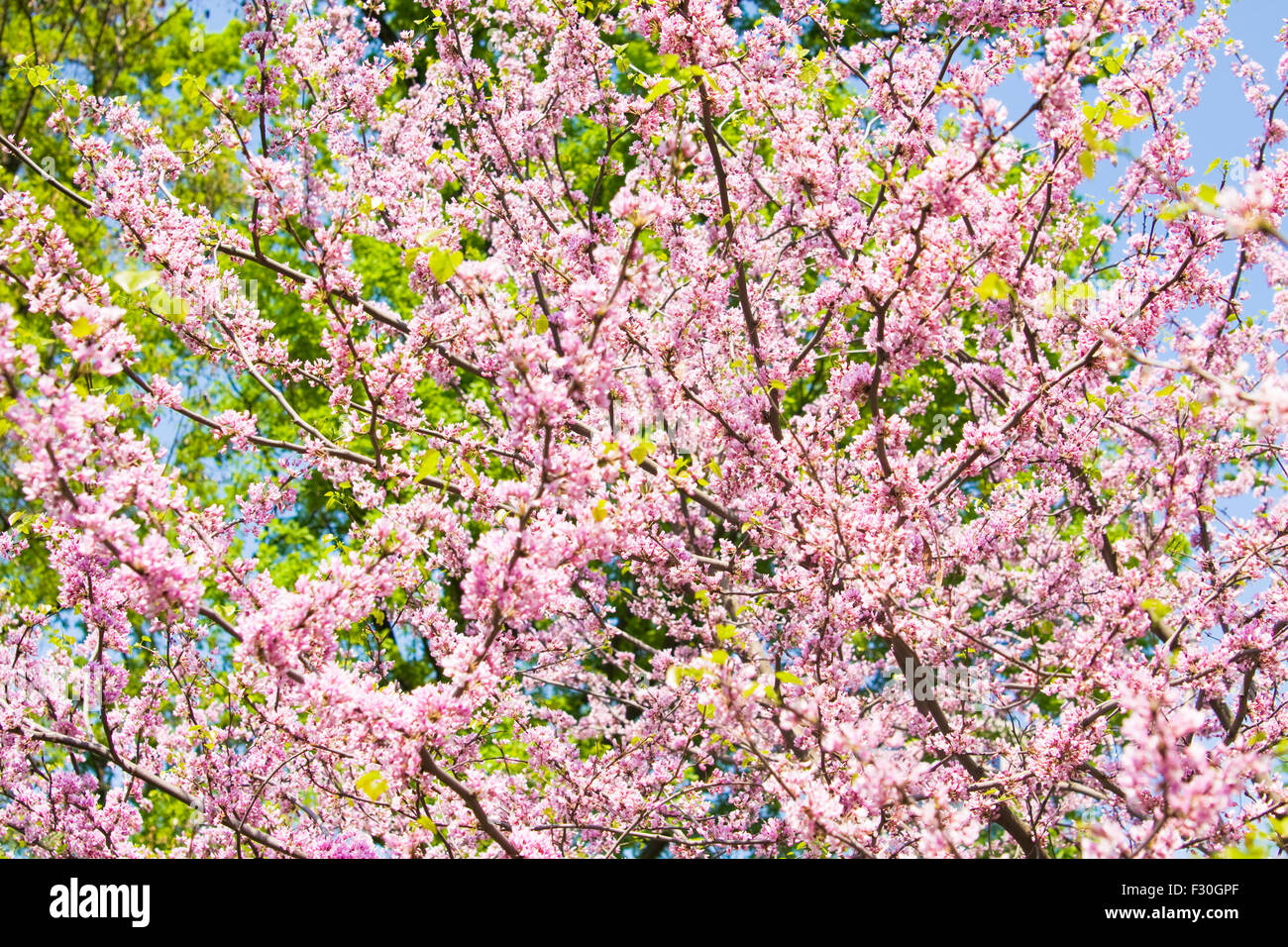photo Blossom Pink Flowers Names And Pictures alamy