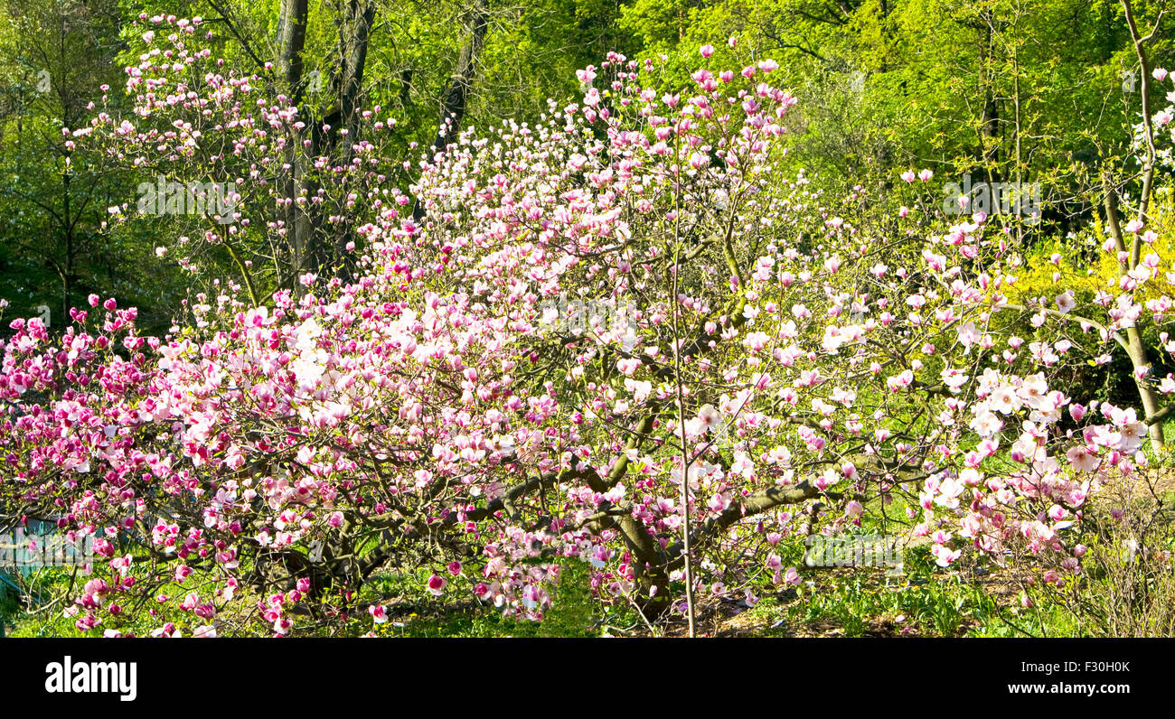 Magnolia tree in blossom with pink flowers Stock Photo - Alamy