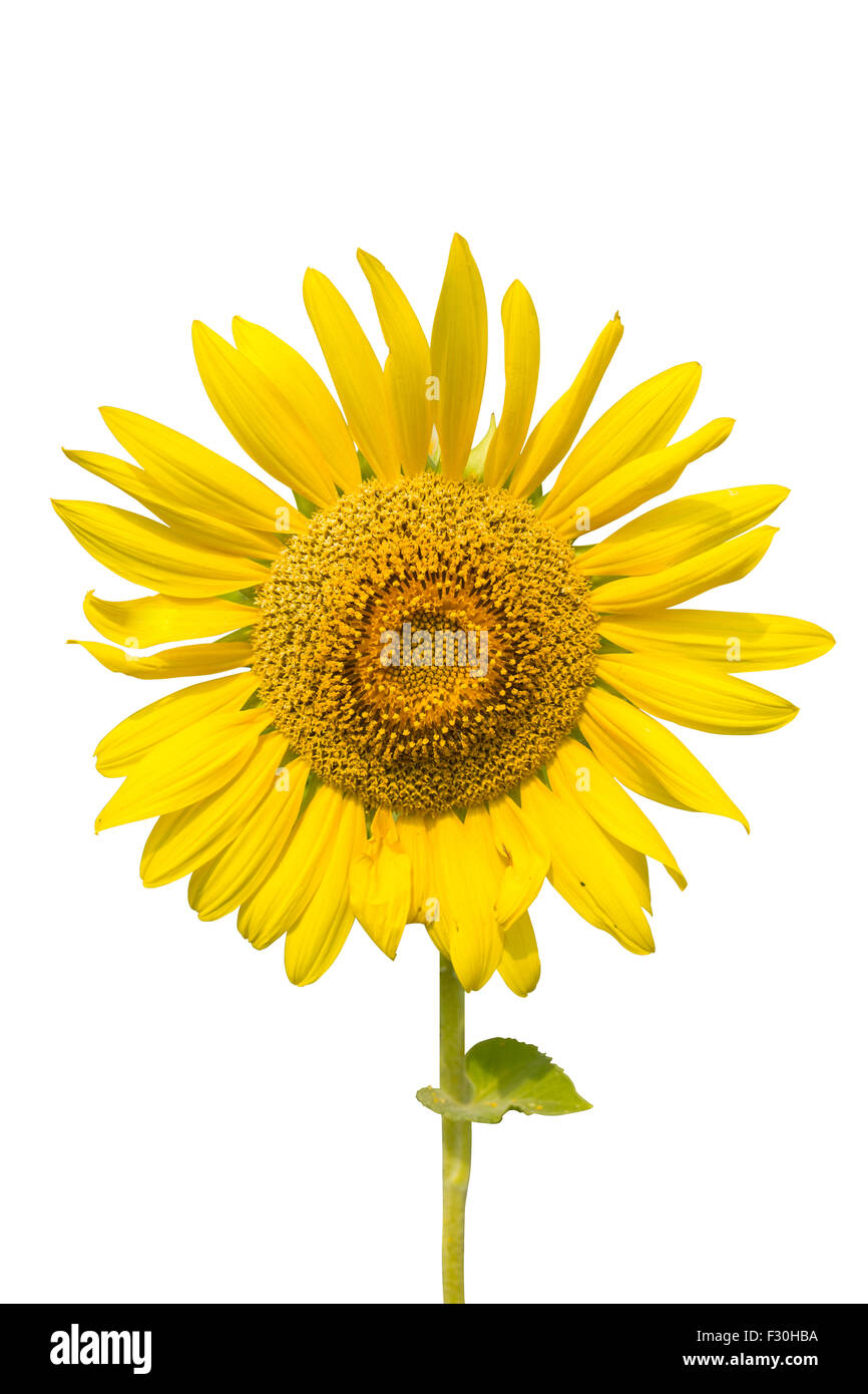 Sunflower plant isolated on white background with clipping path Stock ...