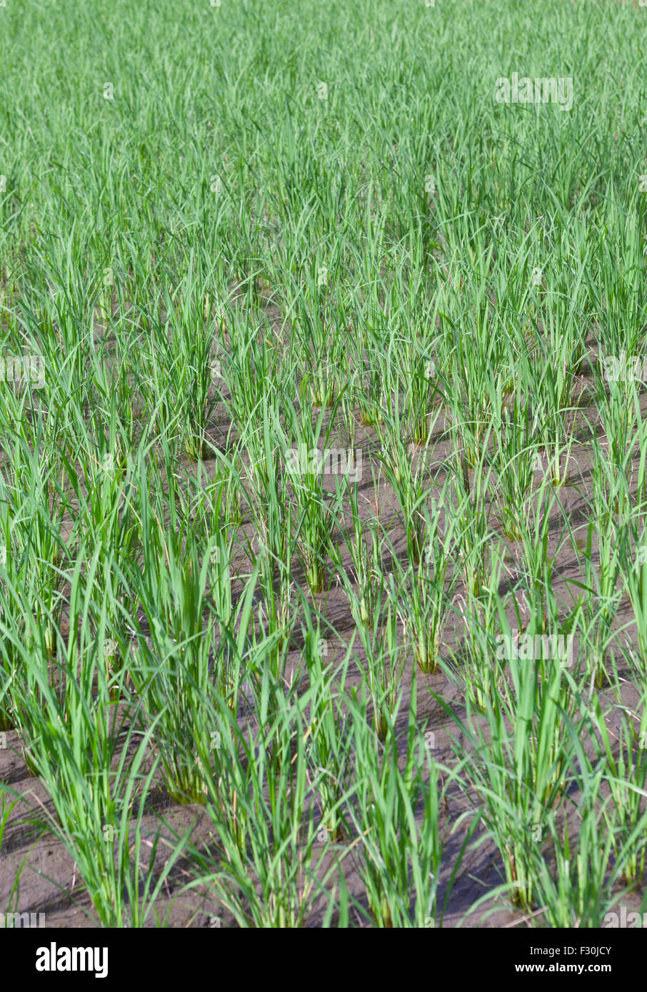 Rice growing in paddy field in Bali, Indonesia Stock Photo