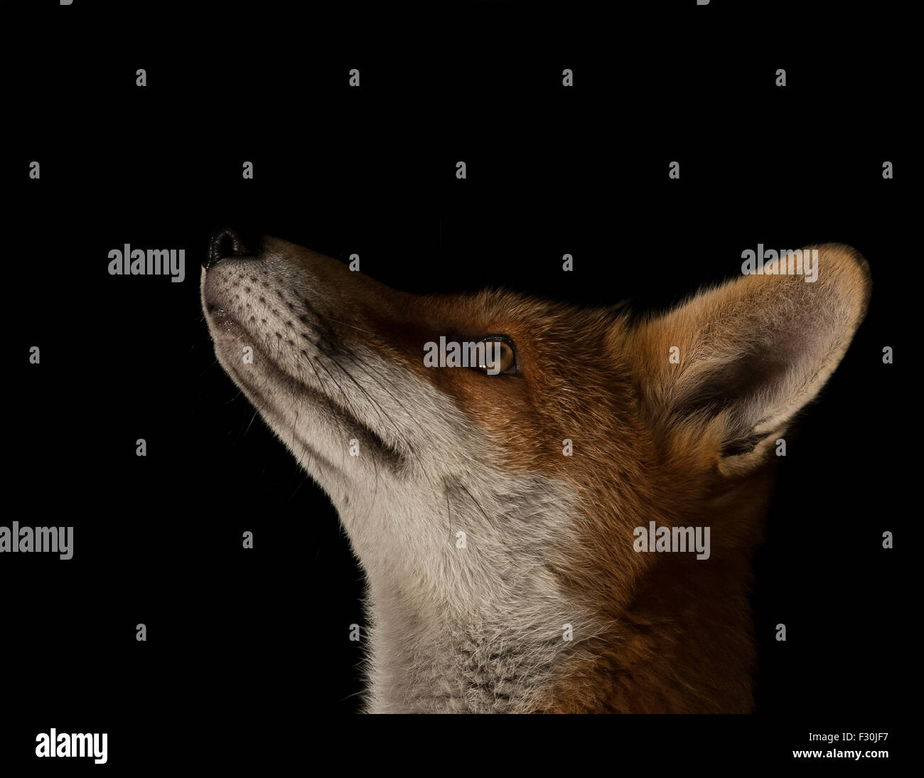 Red fox stare Stock Photo