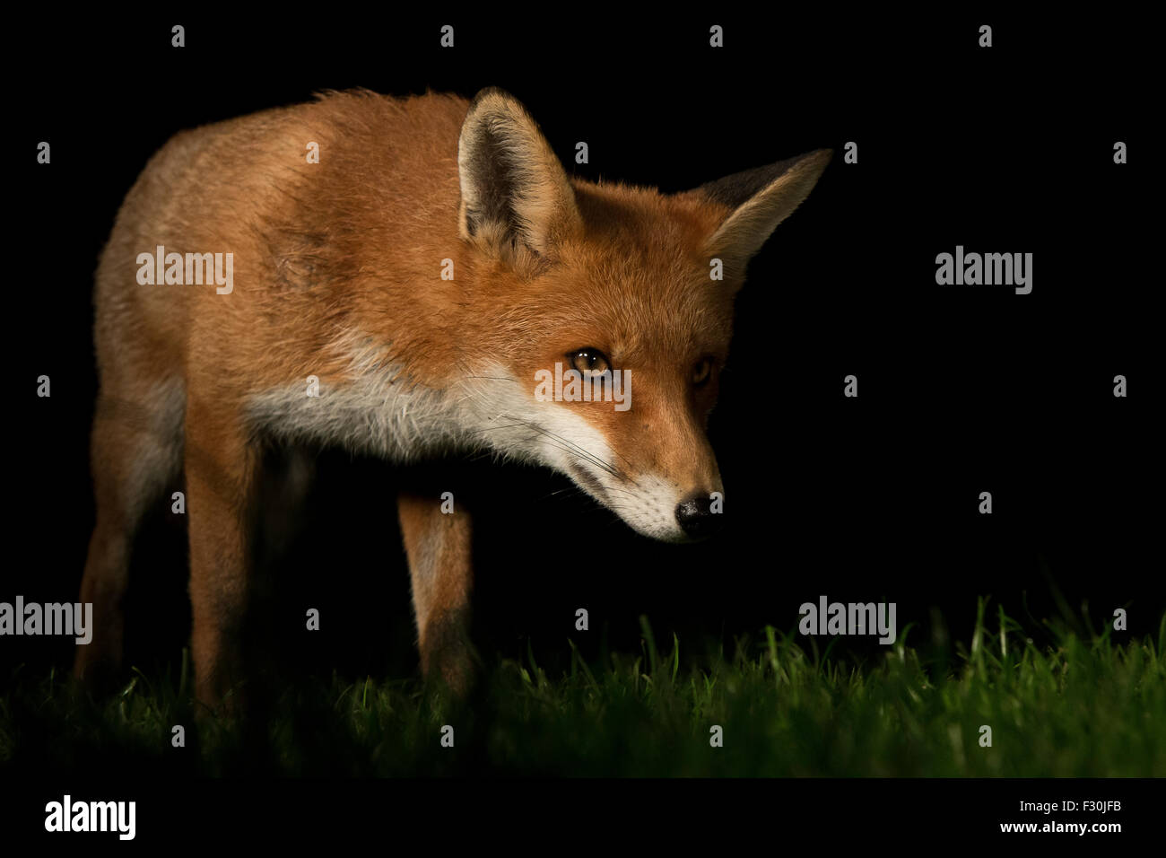 red fox urban Stock Photo