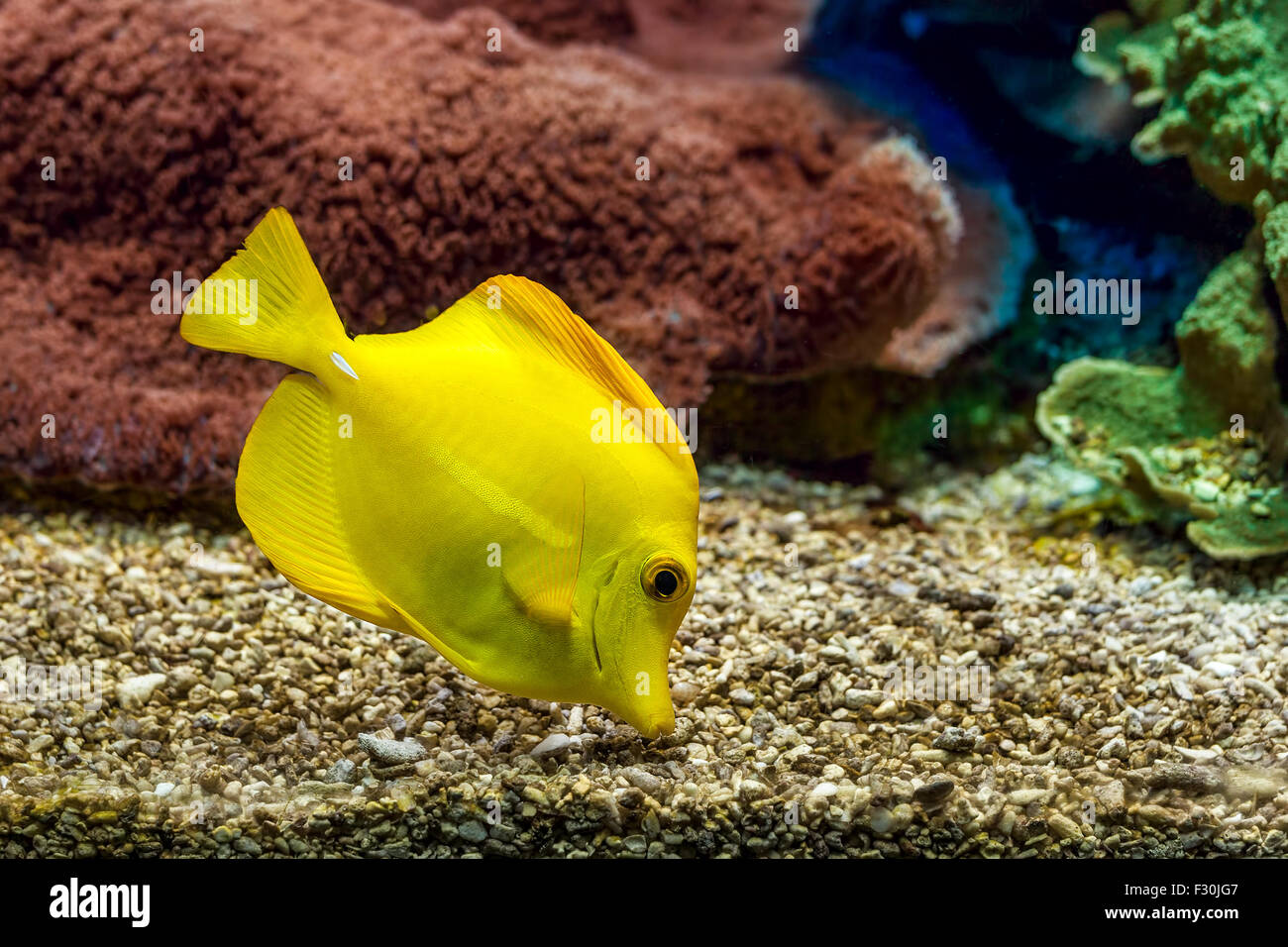 Yellow tang searching for food on the gravel bottom in saltwater aquarium of Monaco Oceanographic Museum. Stock Photo