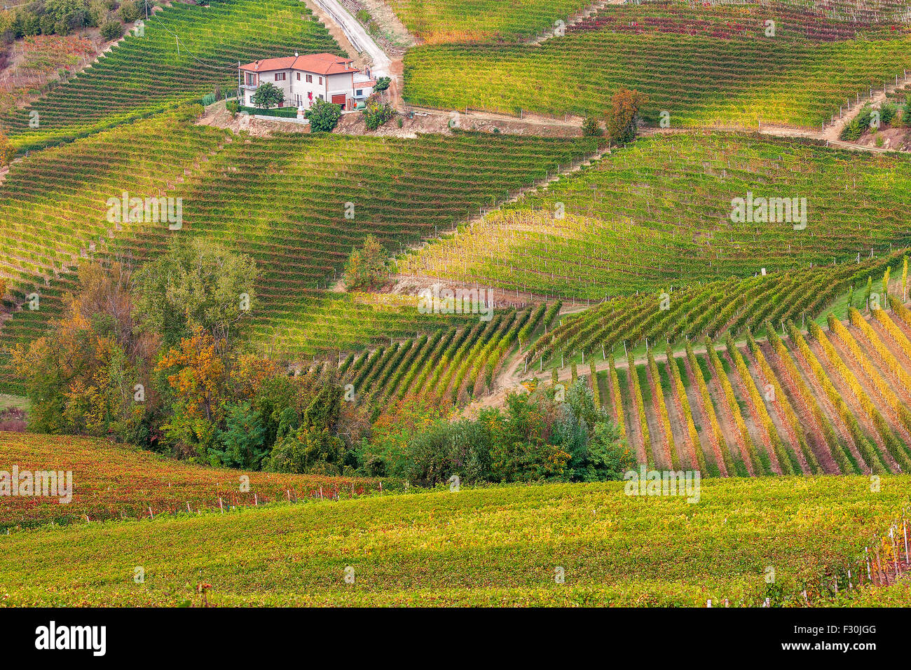 Colorful autumnal vineyards on the hills of Piedmont, Northern Italy. Stock Photo