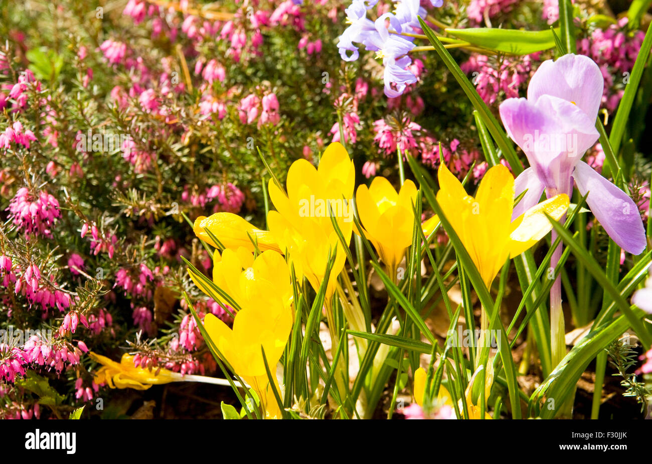 One purple blossom hi-res stock photography and images - Alamy