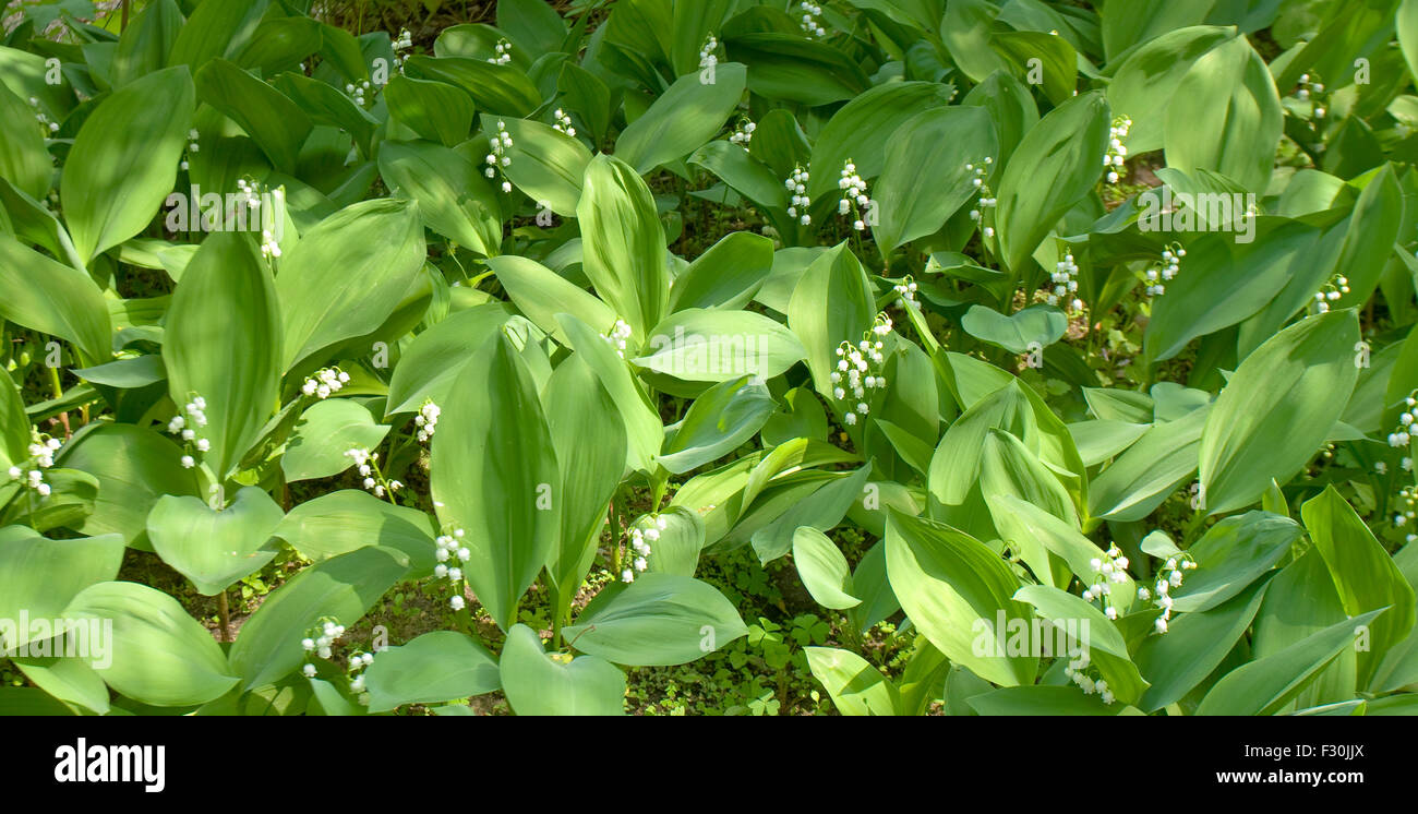 Many wild flowers lily of the valley (latin name convallaria Stock
