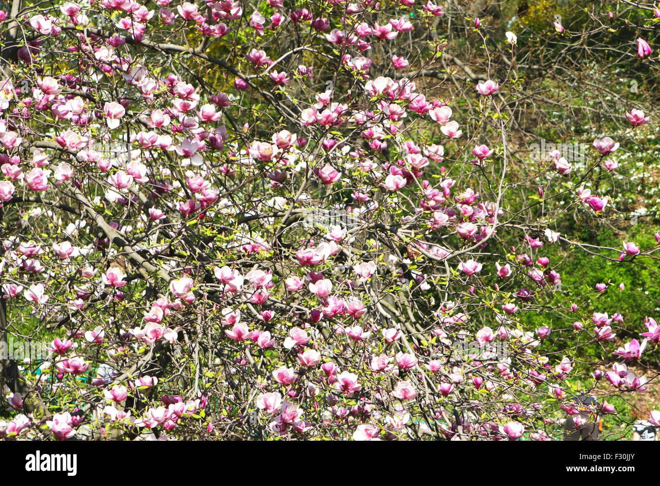 Branches of magnolia tree with many pink flowers Stock Photo - Alamy