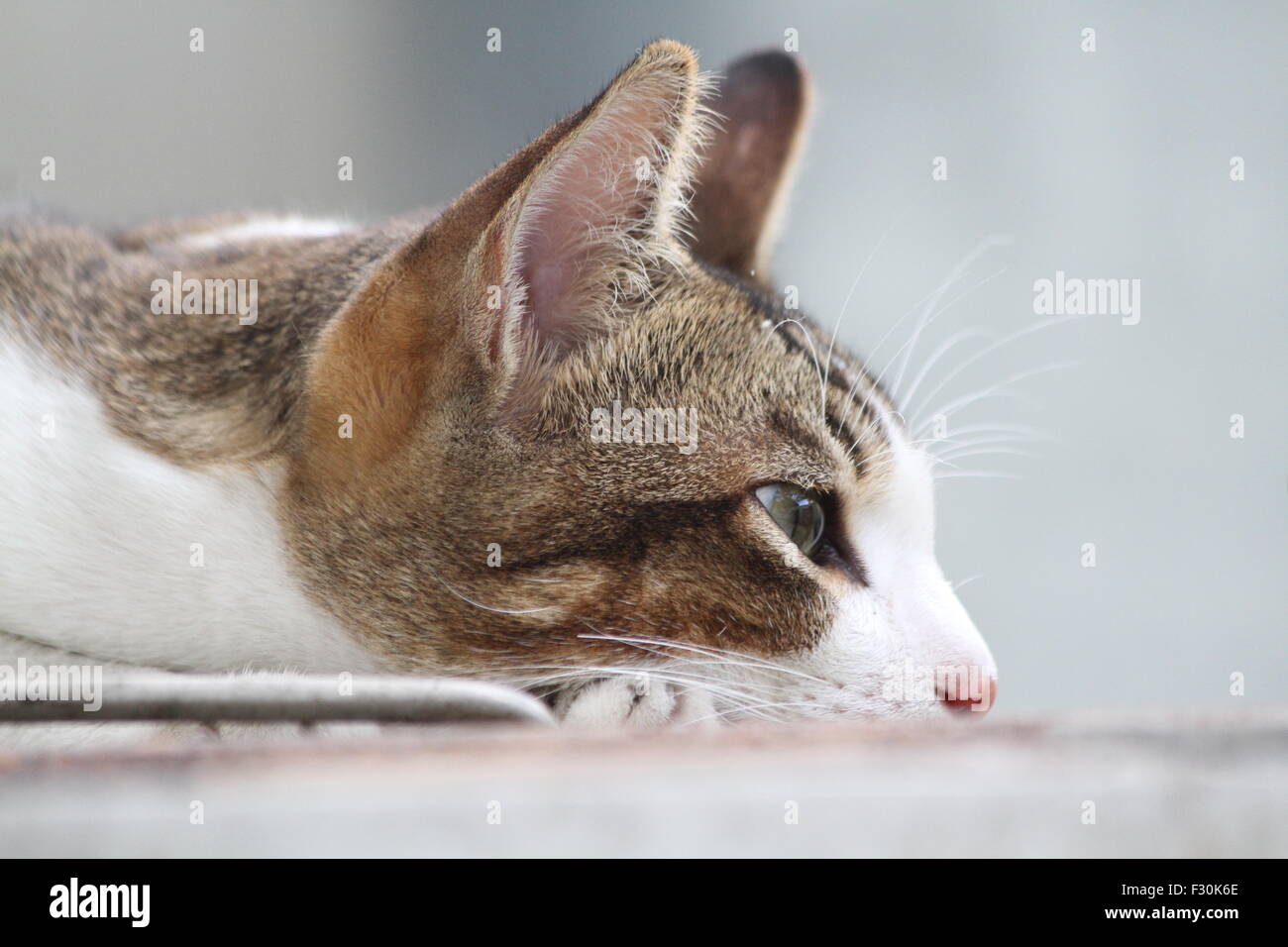 Close up of a resting domestic male cat Stock Photo