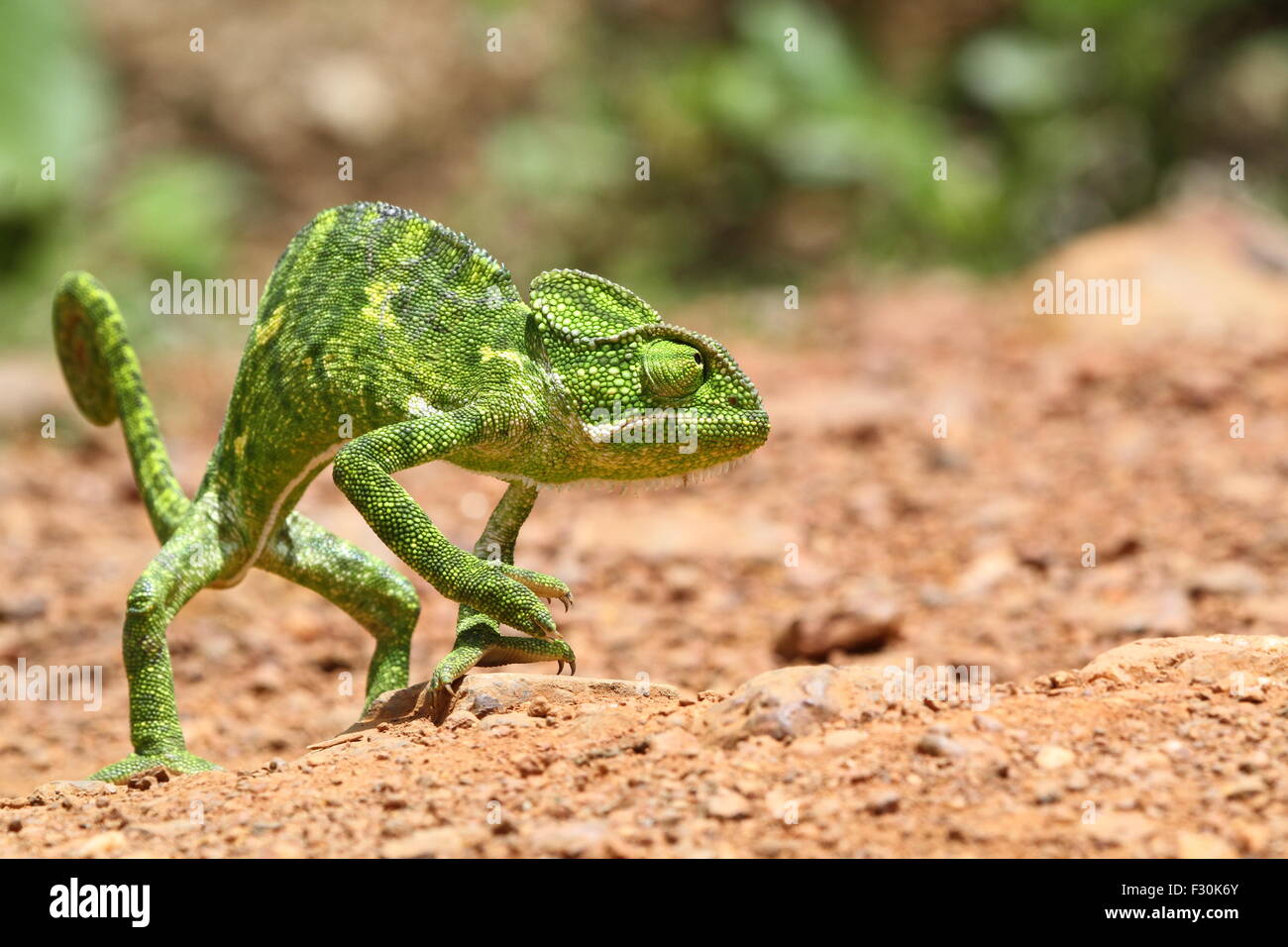 Common Chameleon (Mediterranean chameleon) walking on ...