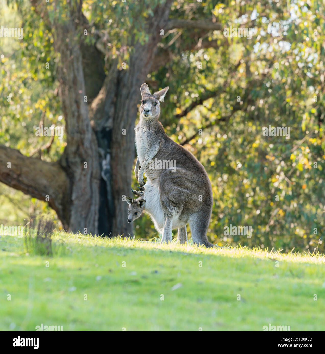 Kangaroo mother with baby joey Stock Photo