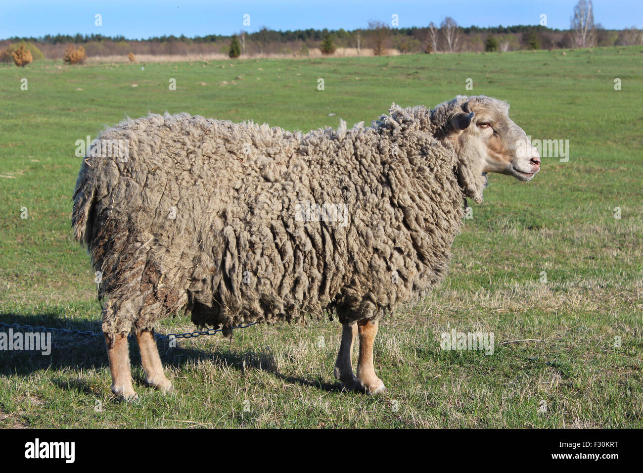sheep standing on the green grass of pasture Stock Photo - Alamy