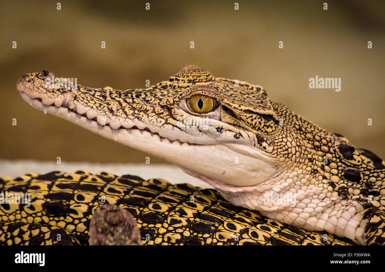 Baby crocodile Stock Photo