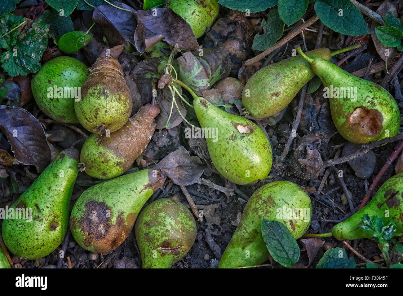 Pear fruits fallen from a tree and rotting on the ground Stock Photo
