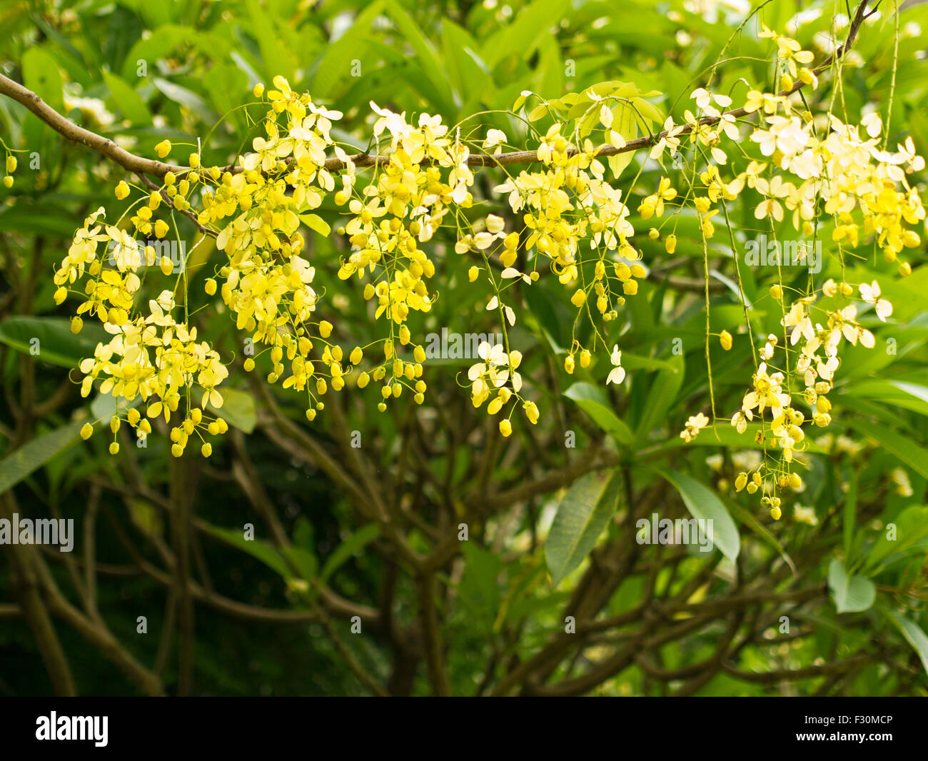 beautiful blooming yellow Golden Shower Tree, (Cassia Fistula Stock