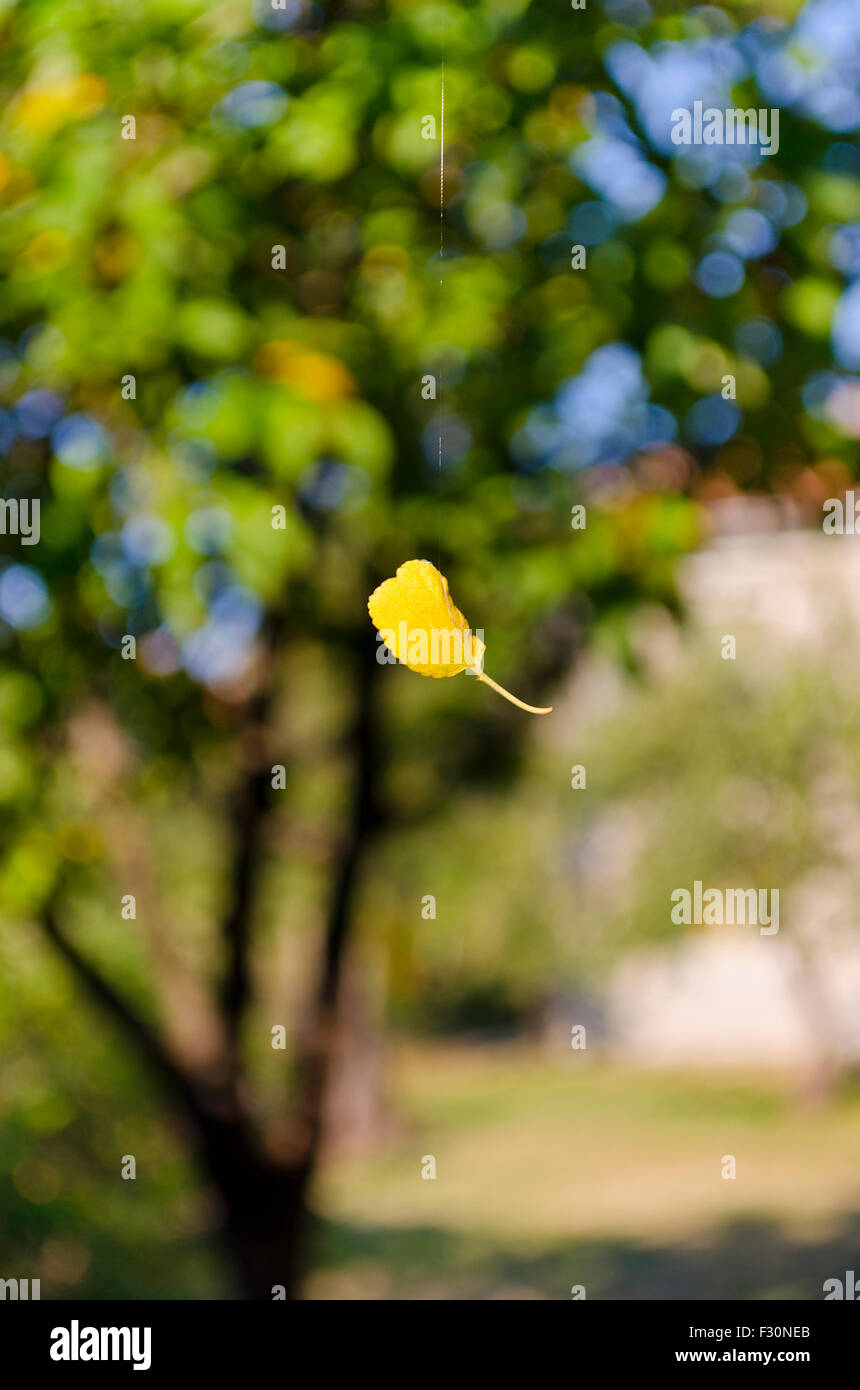 One falling yellow leaf at the end of the summer Stock Photo: 87912675