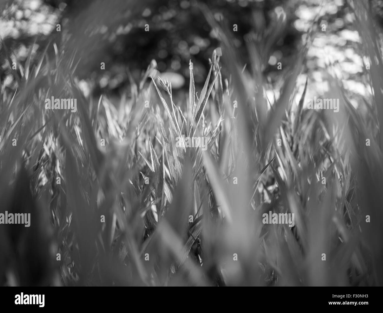 Fresh green grass in the park in black and white mode with blurred ...