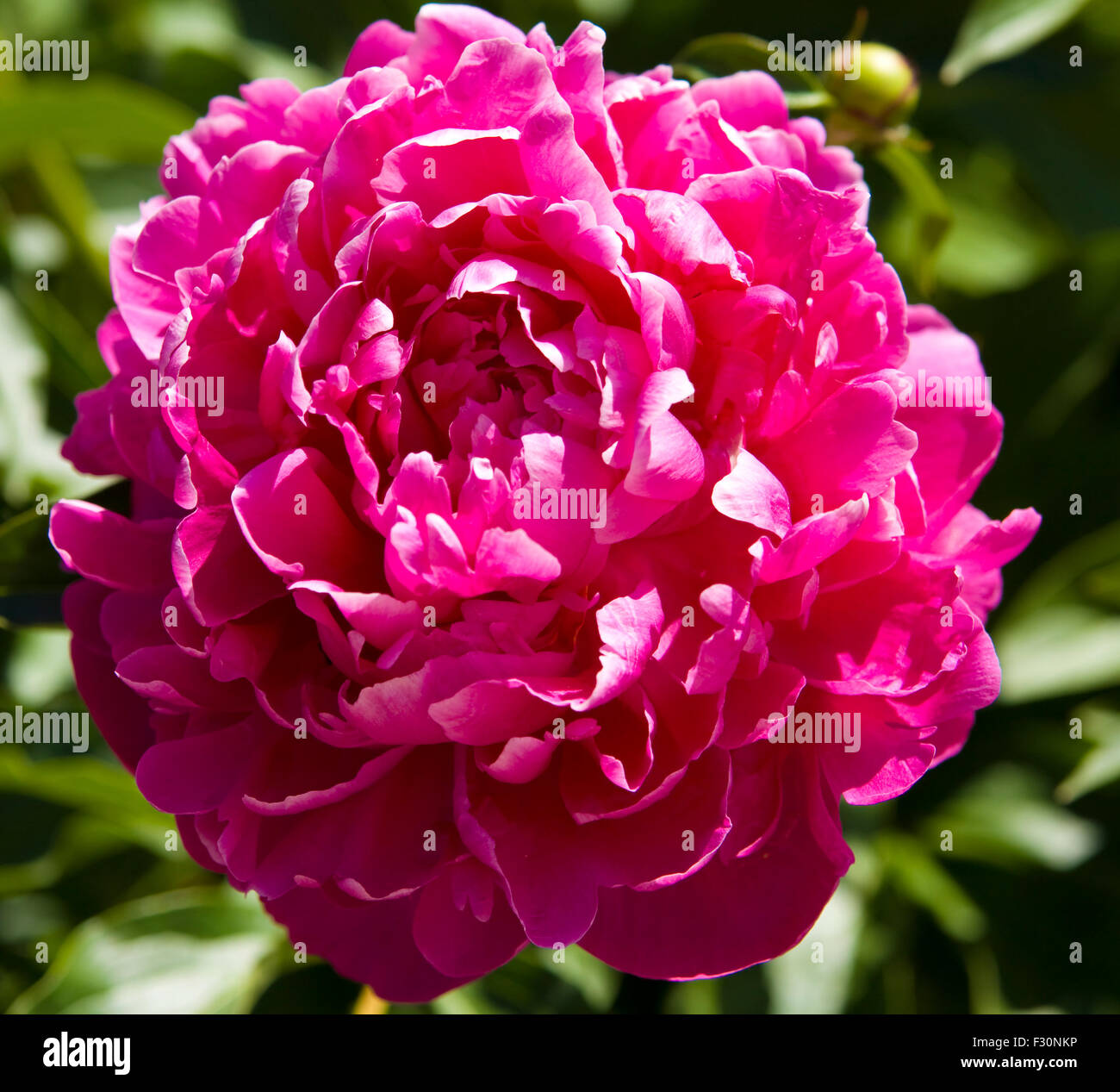 Big pink peony on green leaves background Stock Photo - Alamy