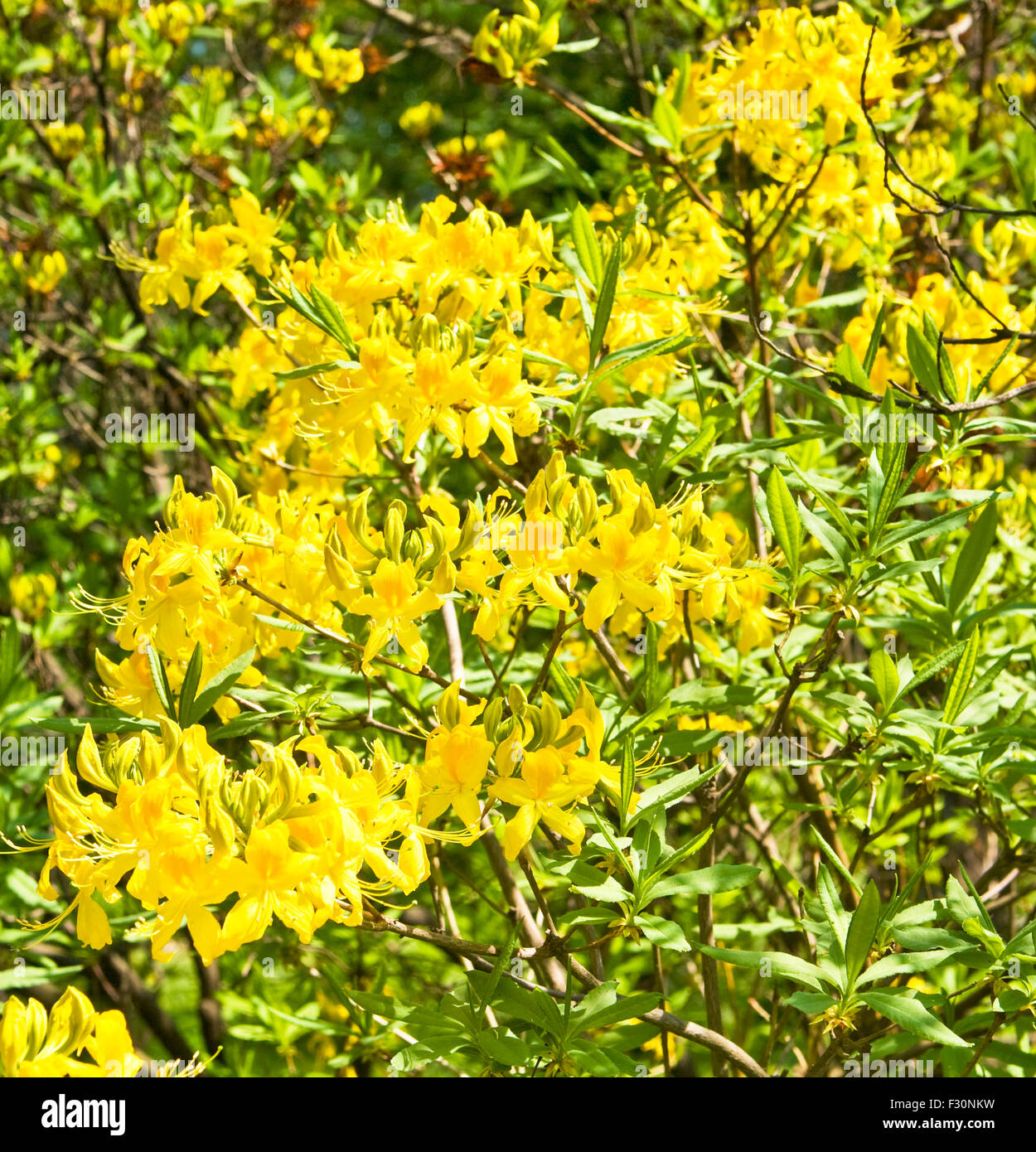 Branch of shrub rhododendron with yellow flowers. Stock Photo