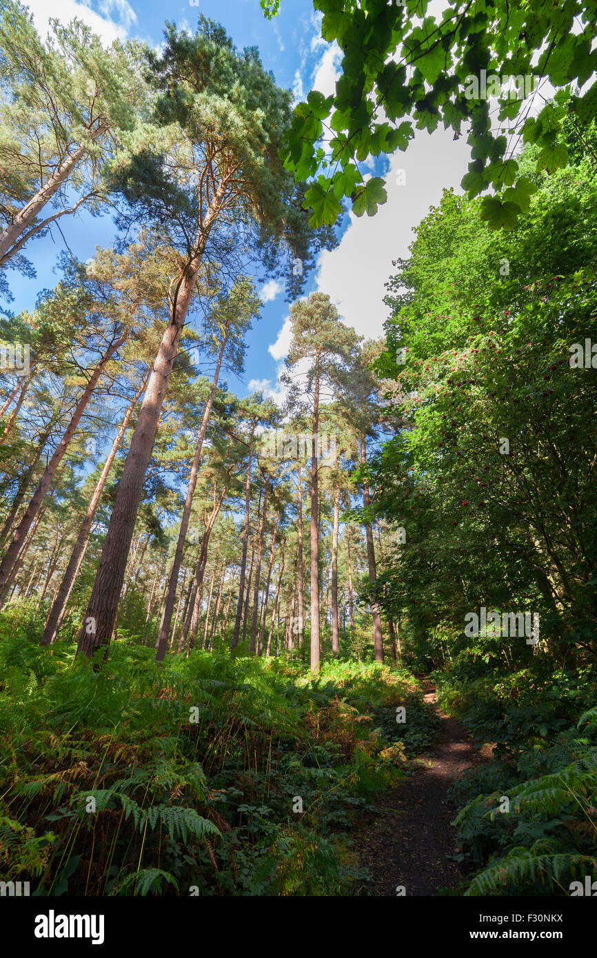 Harlestone Firs, Northampton, U.K Stock Photo Alamy