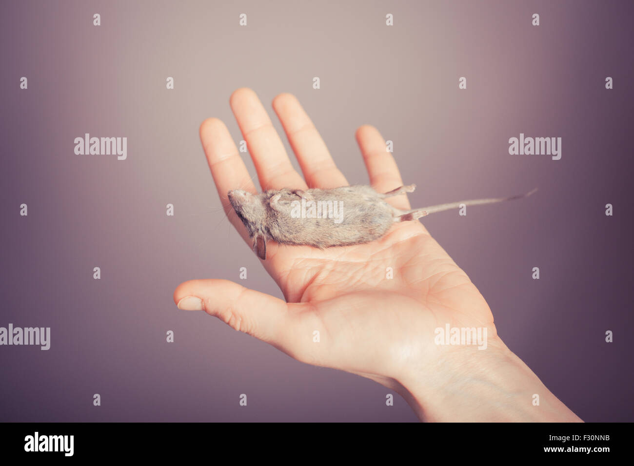 A dead mouse is resting on a young woman's hand Stock Photo