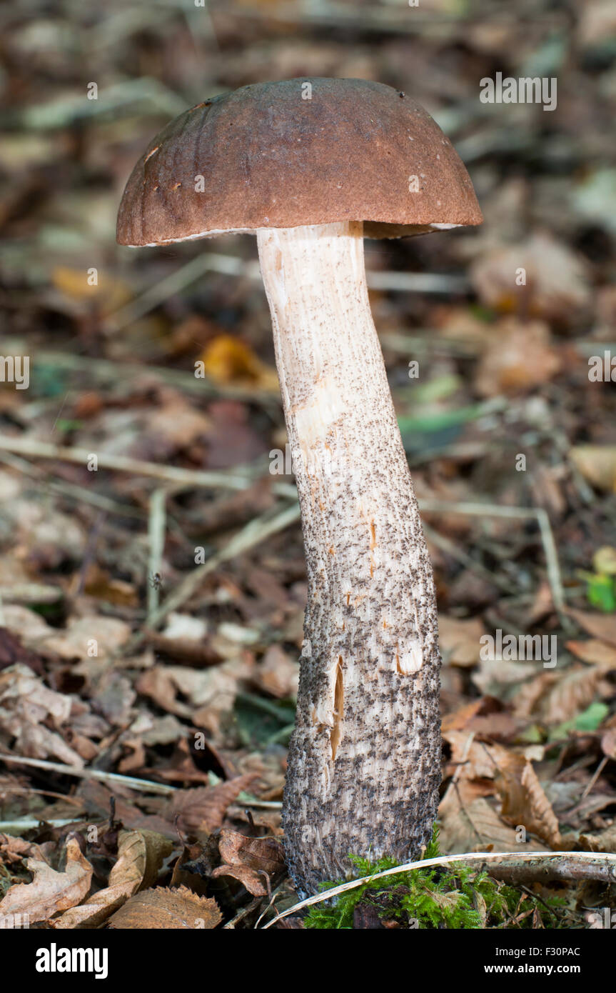 Fruiting body of the Birch Bolete on woodland floor, Brede High Woods, East Sussex, UK Stock Photo