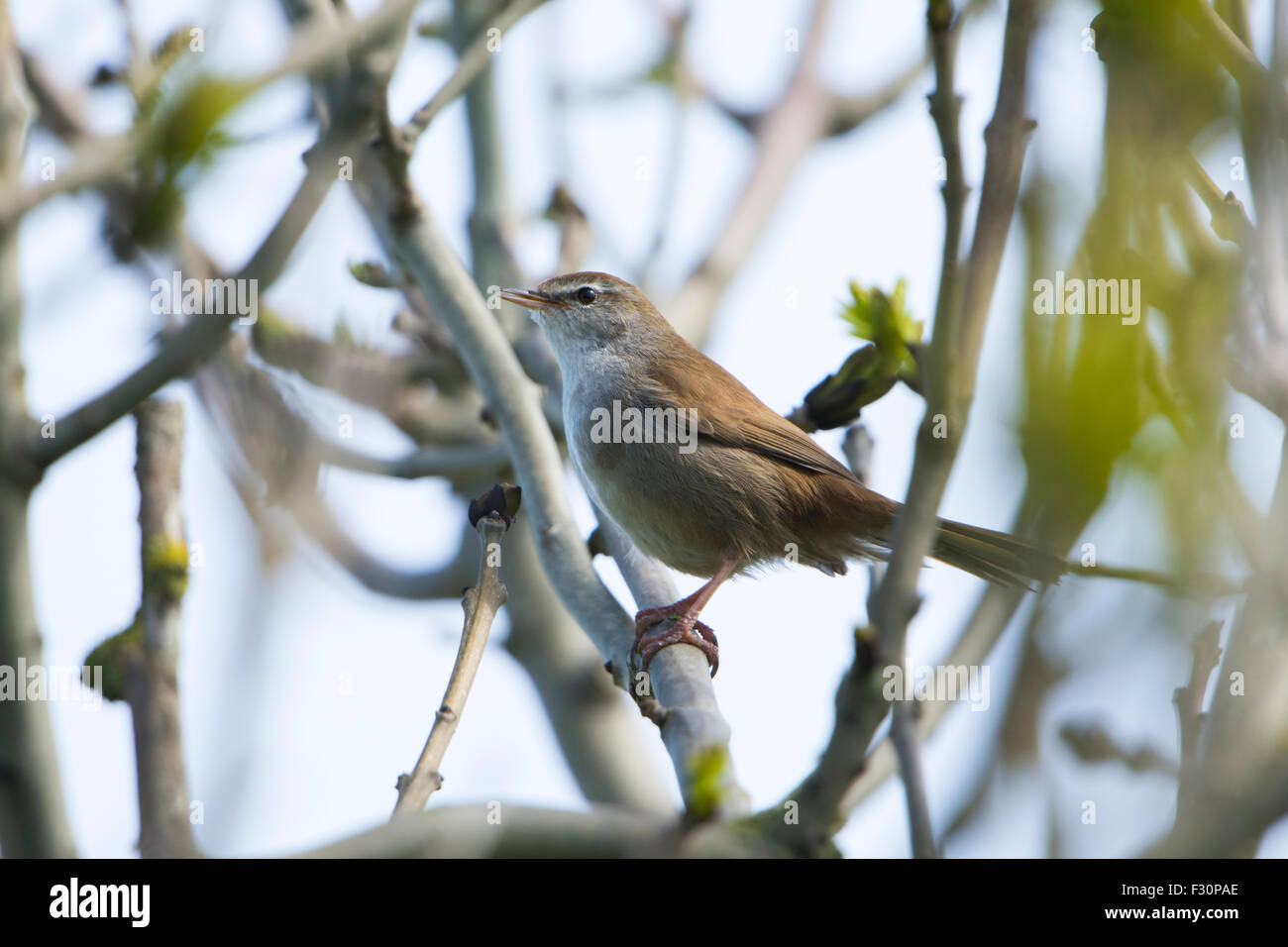 A Cetti's Warbler sings loudly from cover inside a bush, spring, RSPB Dungeness, Kent, UK Stock Photo
