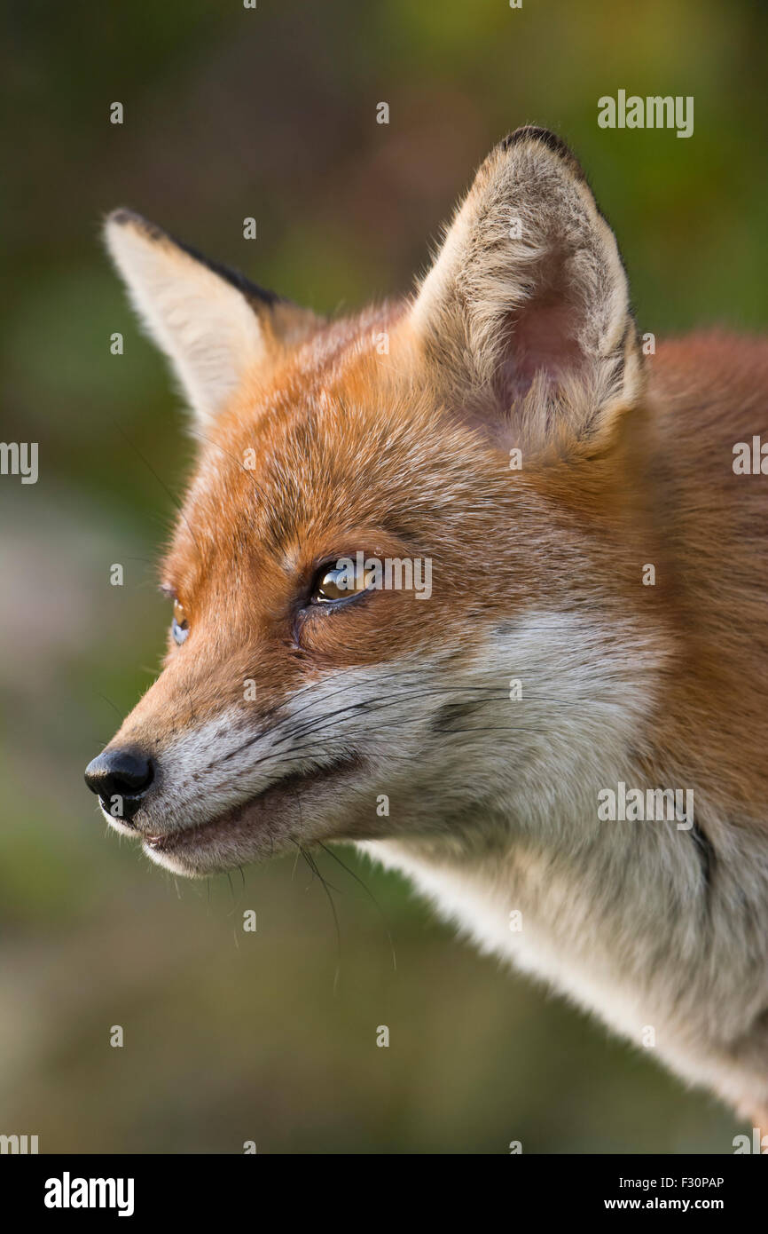 close portrait of an adult vixen Red Fox showing excellent detail, Hastings, East Sussex, UK Stock Photo