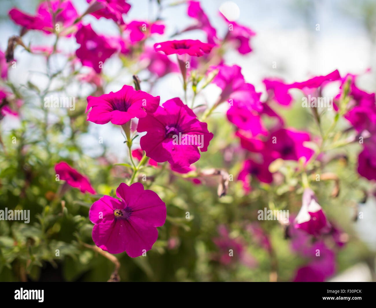 Beautiful purple flowers in the garden and blur background Stock Photo ...