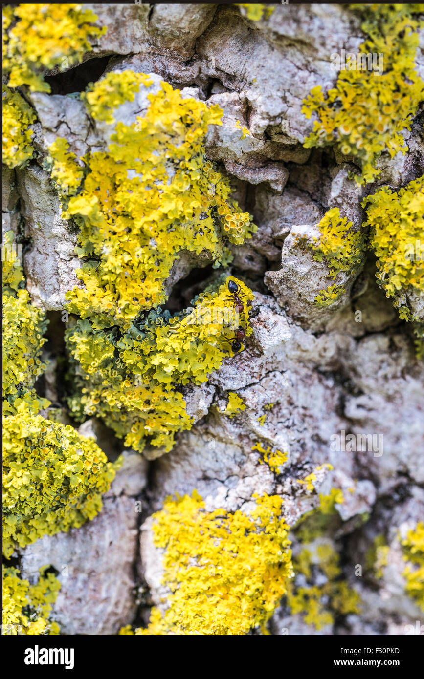 Two ants on a crust full of mold and lichen Stock Photo