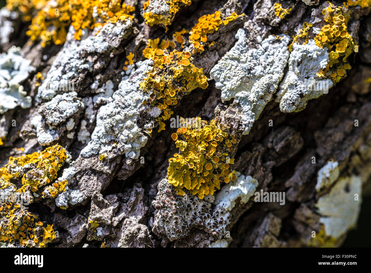 Texture of moss and lichen growing on the bark of a tree Stock Photo