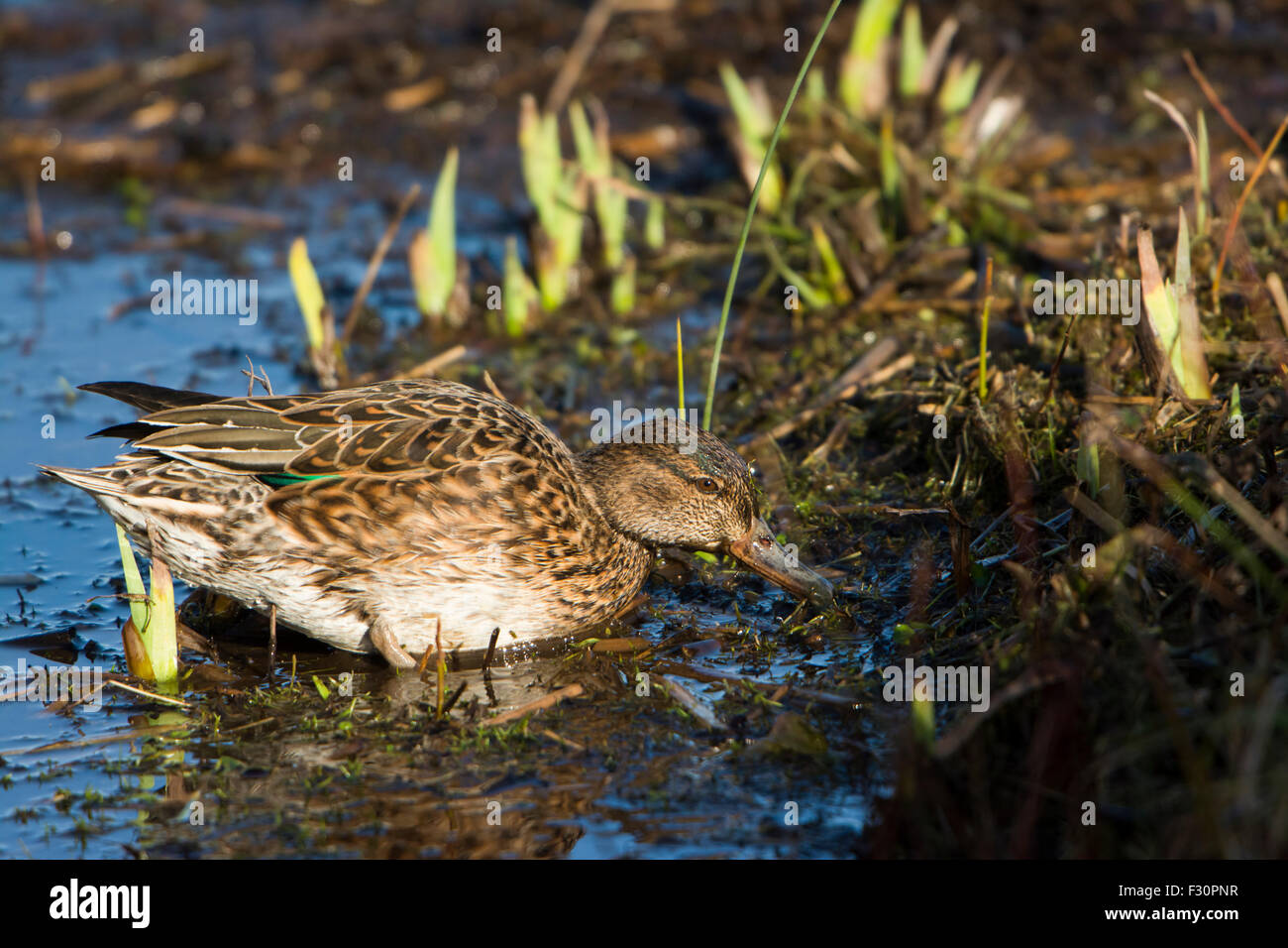 A female Teal feeding at the edge of a lake in winter sun, Rye Harbour Nature reserve, East Sussex, UK Stock Photo