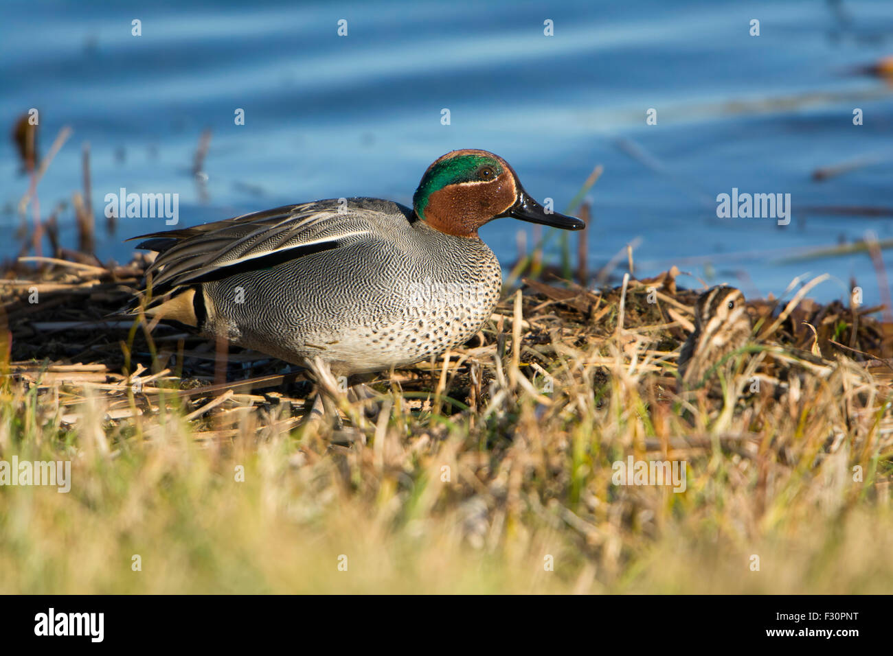 A Male Teal resting on lake edge against blue water Stock Photo