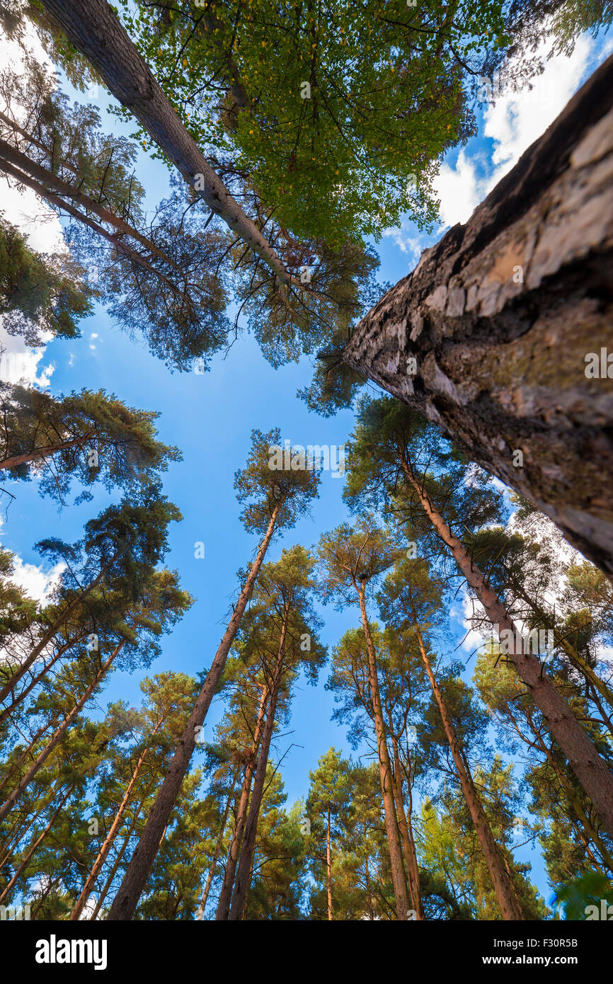 Harlestone Firs, Northampton, U.K Stock Photo Alamy