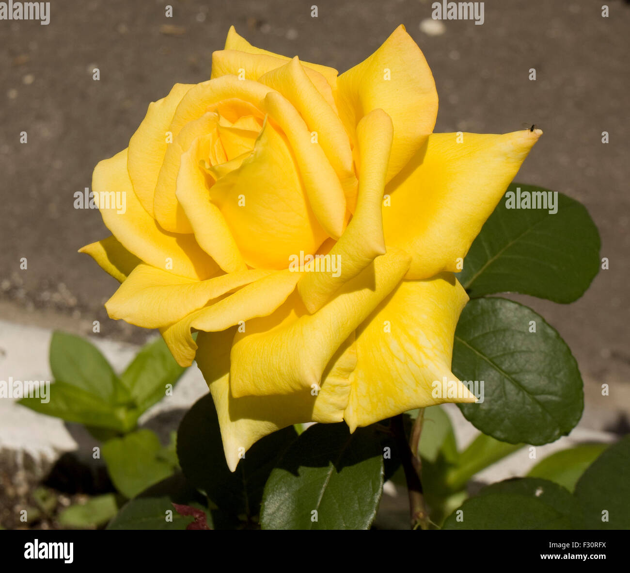 One big rose of yellow colour on grey background Stock Photo - Alamy