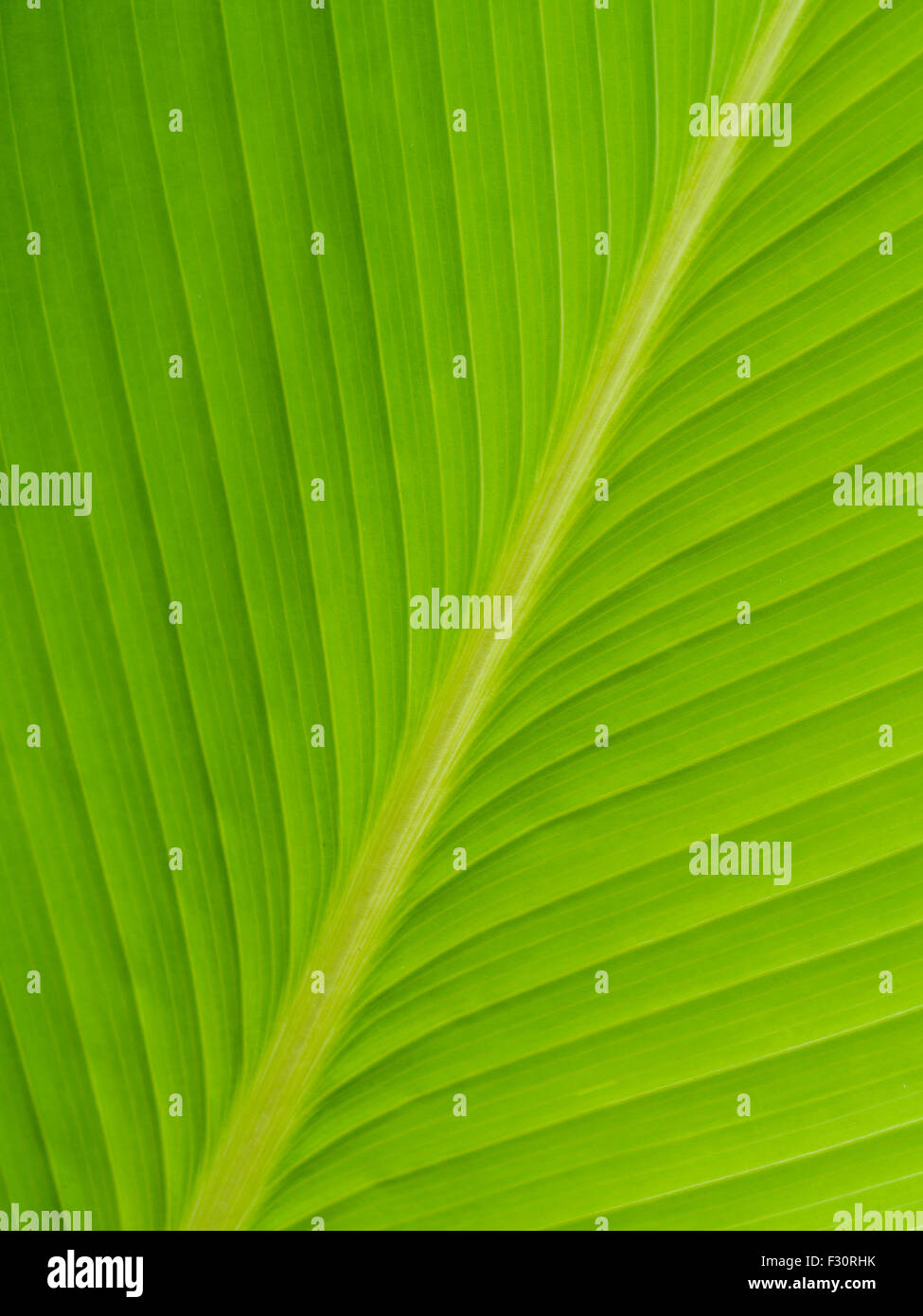 Close up of green leaf texture, background Stock Photo - Alamy