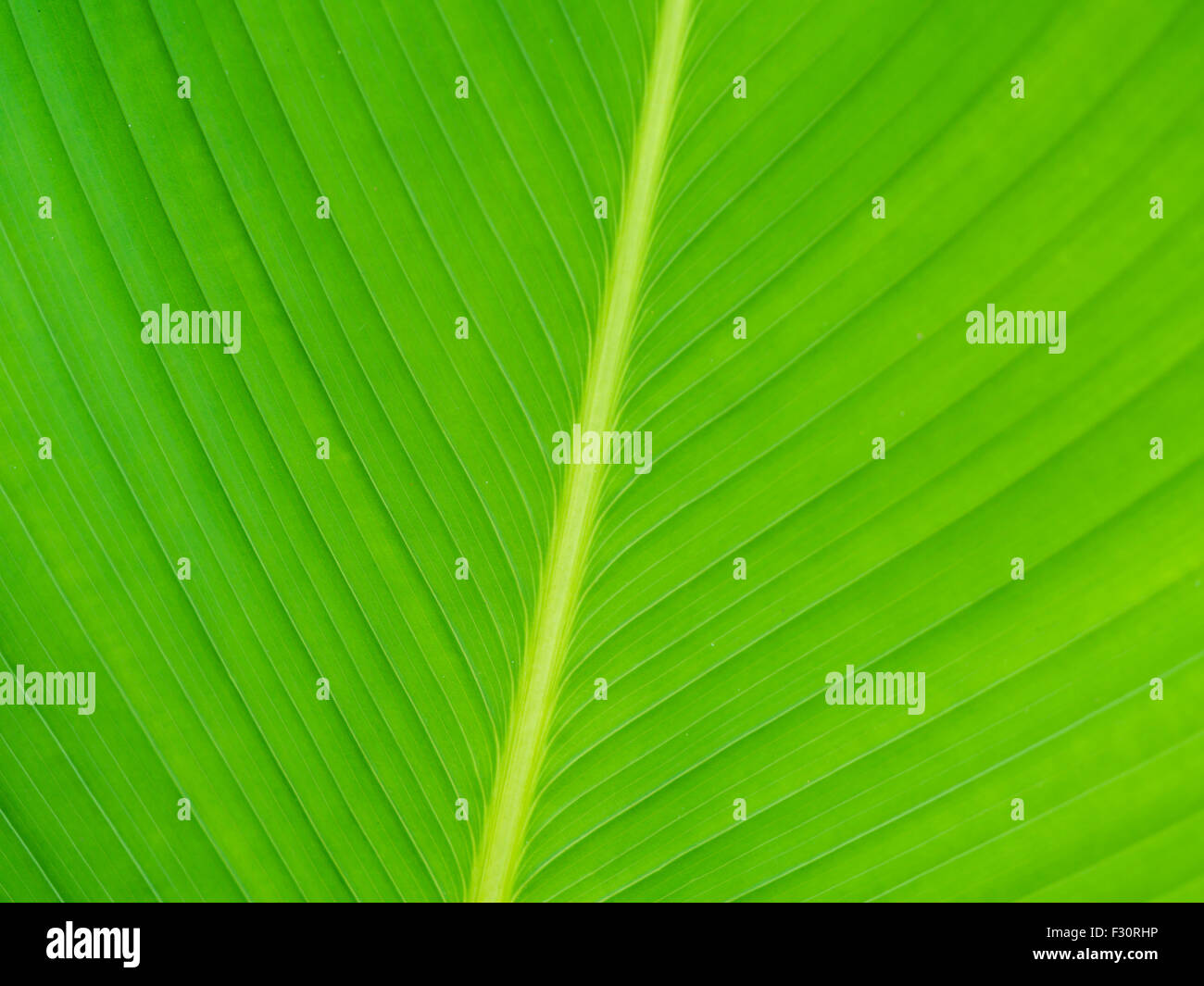 Close up of green leaf texture, background Stock Photo - Alamy