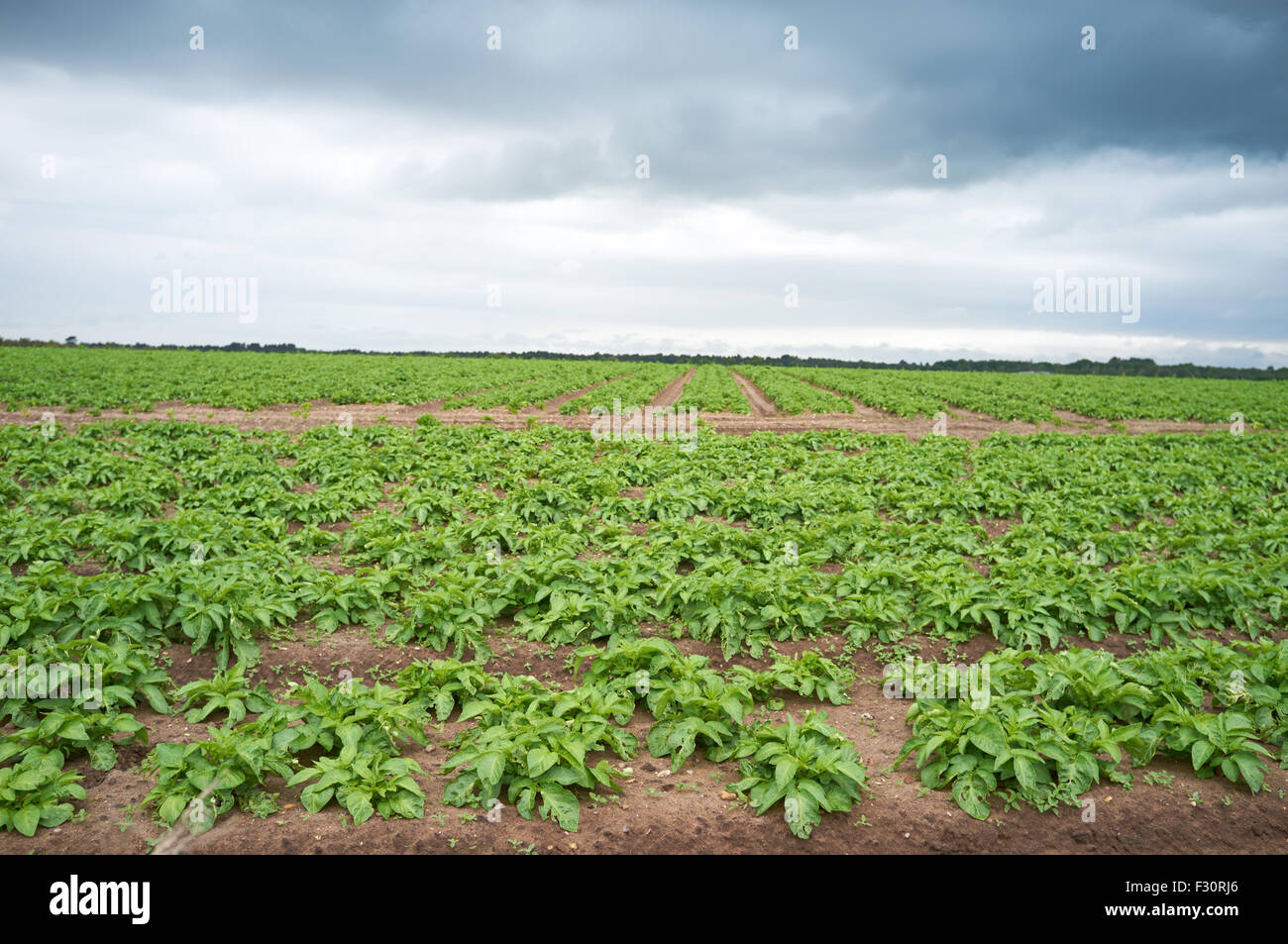 Potato crop, Sutton Heath, Suffolk, UK. Stock Photo