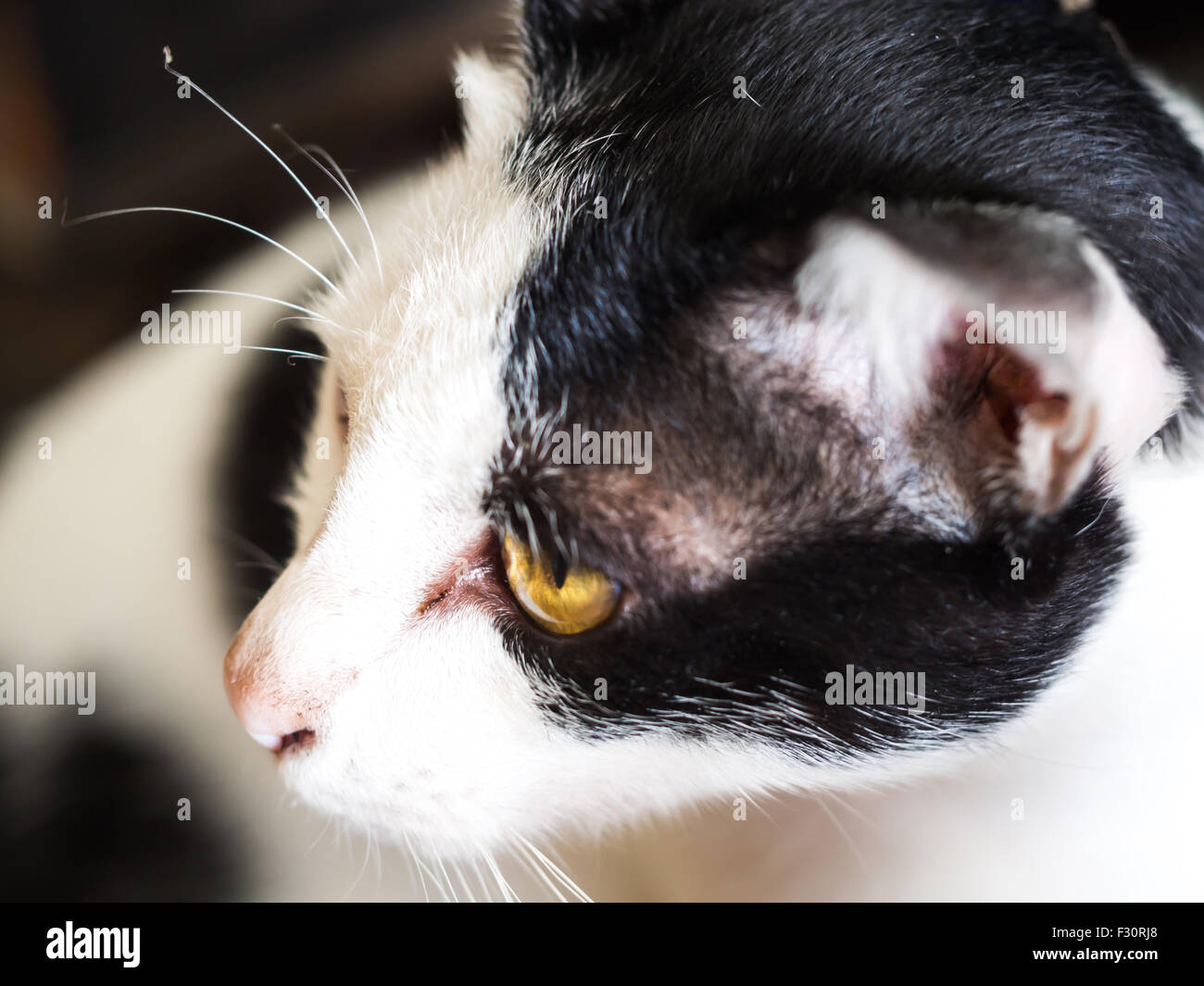 Close-up portrait of young black and white cat Stock Photo - Alamy