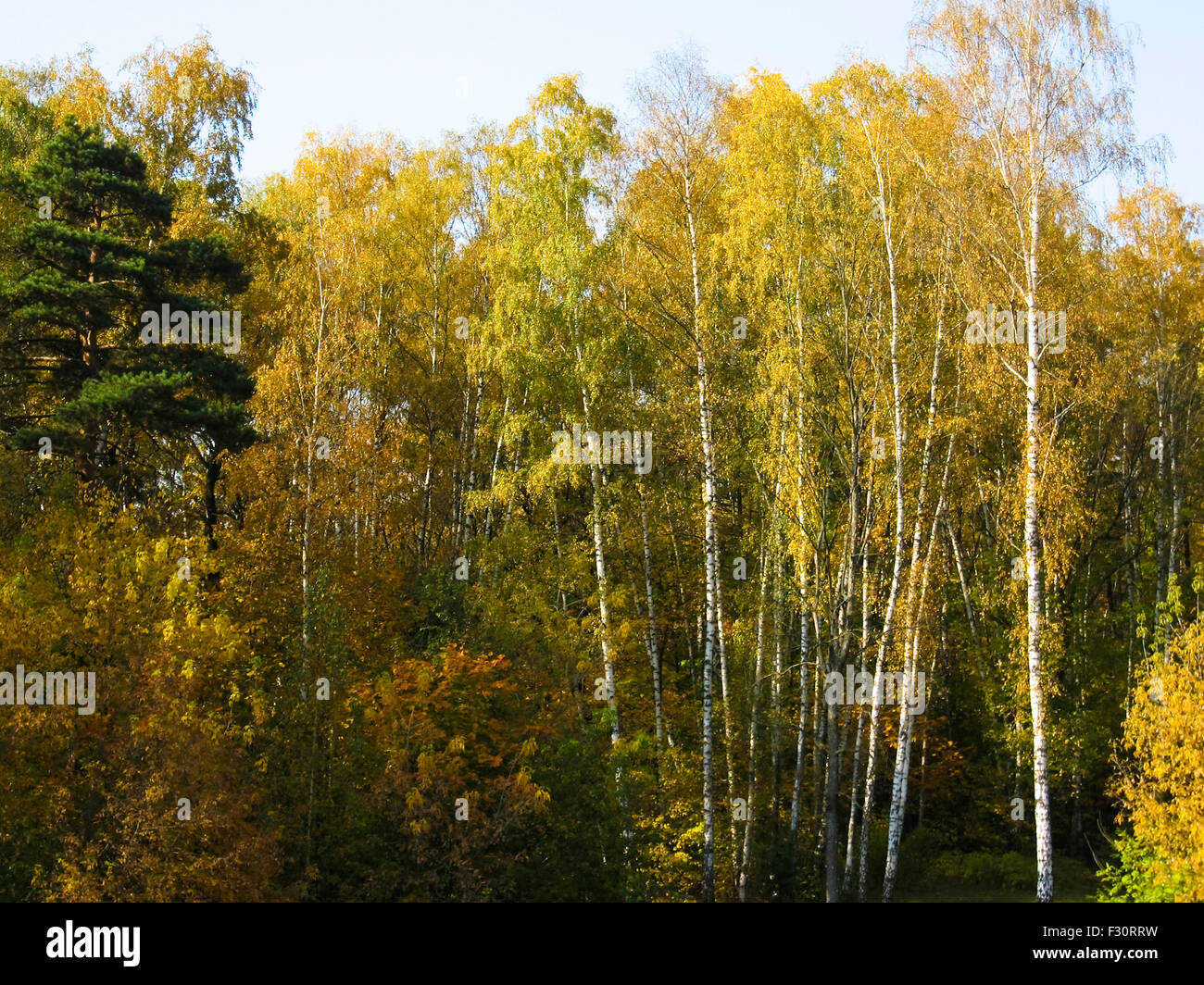 Autumn landscape - birch forest with golden trees Stock Photo - Alamy