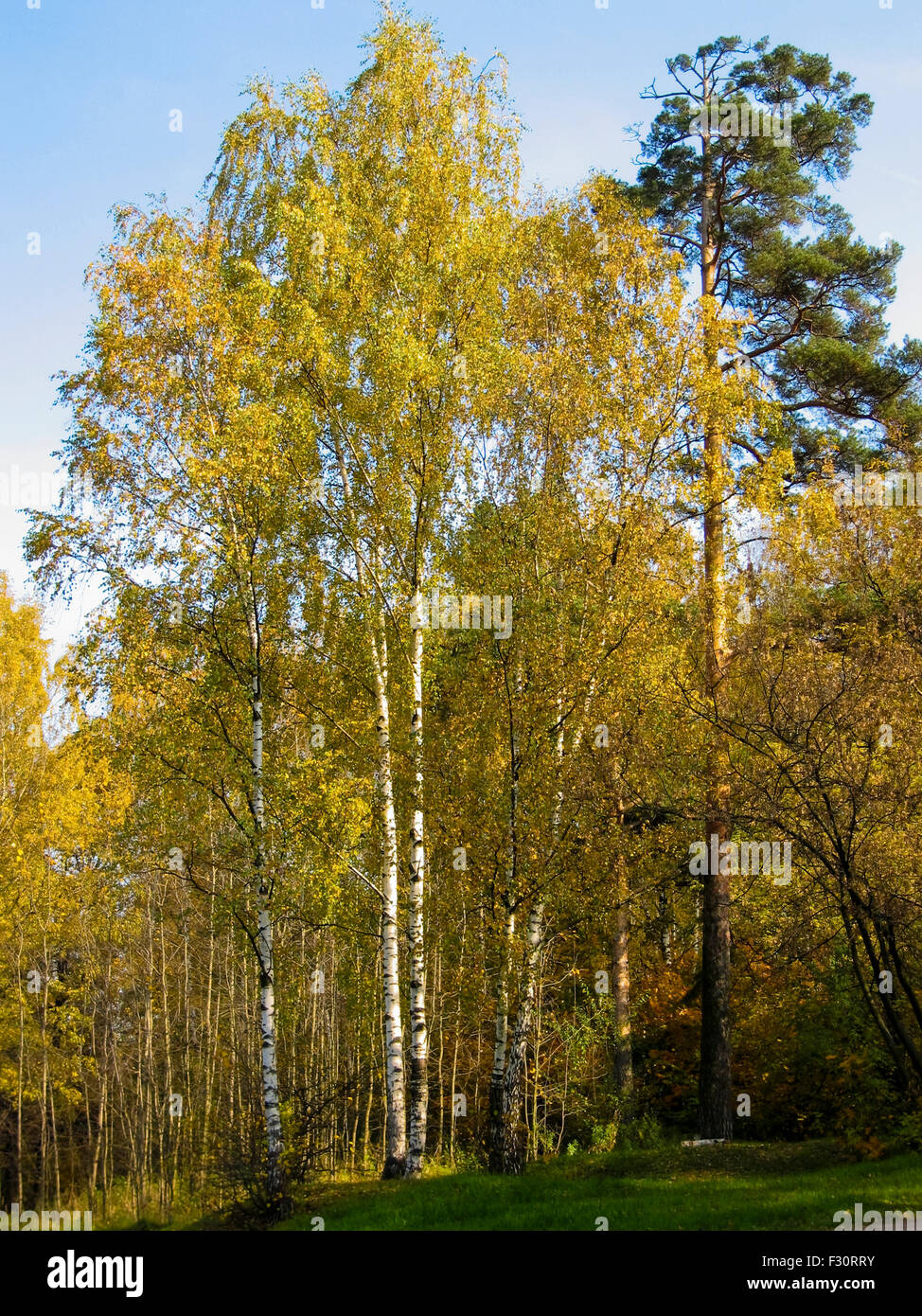 Autumn landscape - birch forest with yellow trees Stock Photo - Alamy