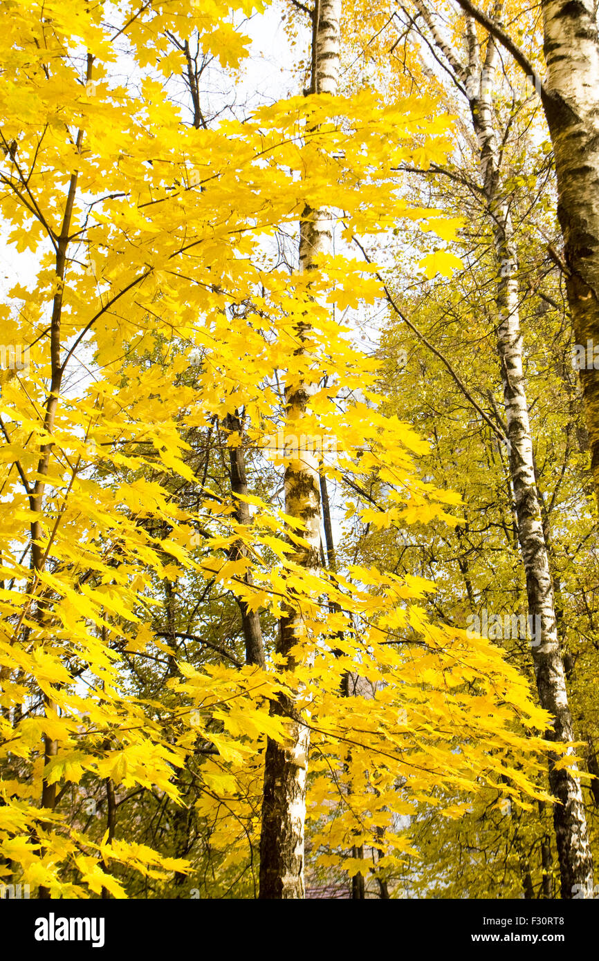 Part of maple tree in autumn with yellow leaves in birch forest ...