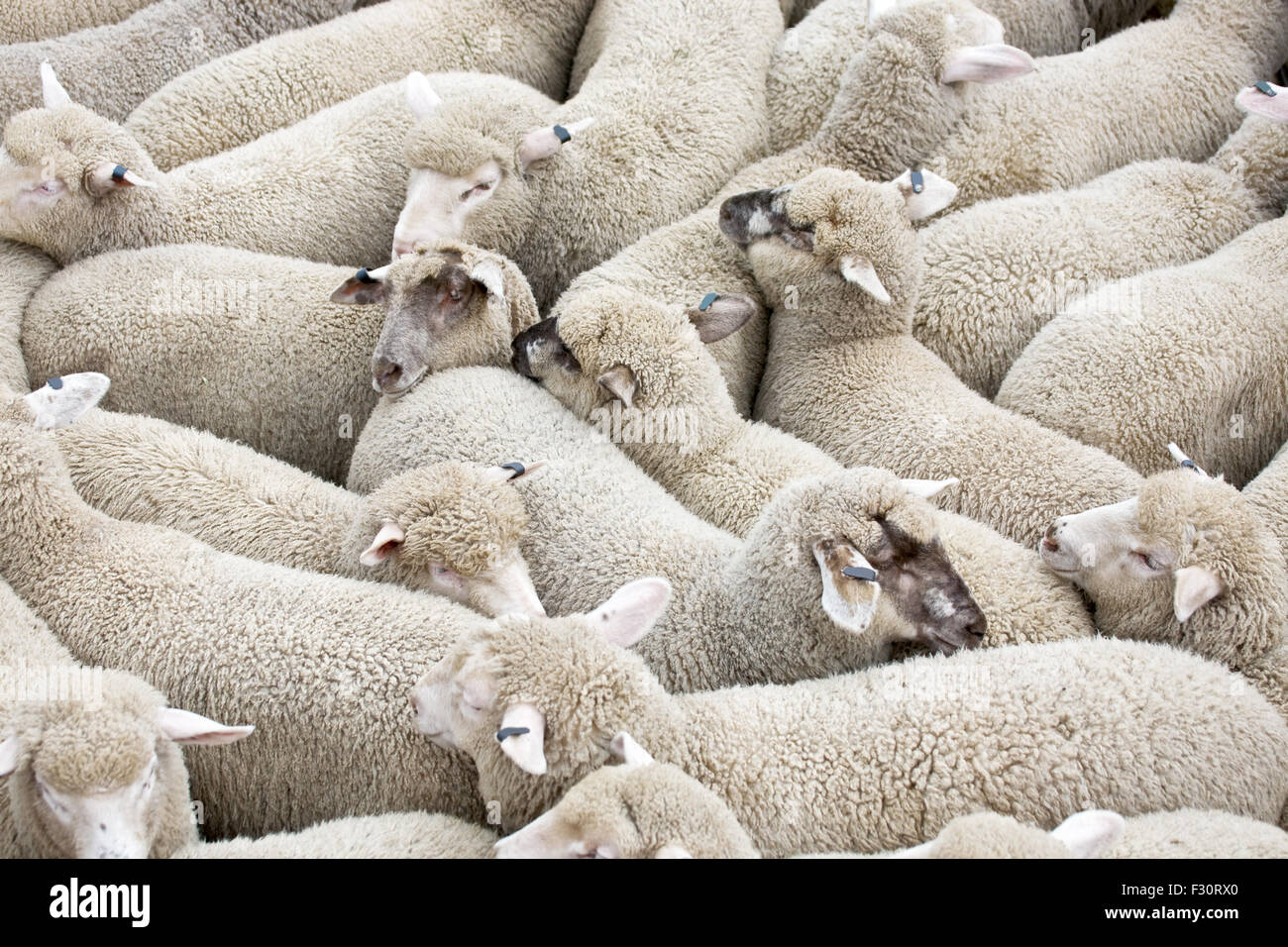 Herd of sheep on a truck Stock Photo
