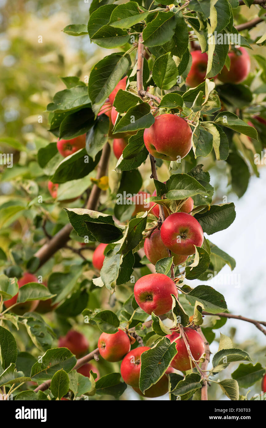 Red apples on the tree branches Stock Photo