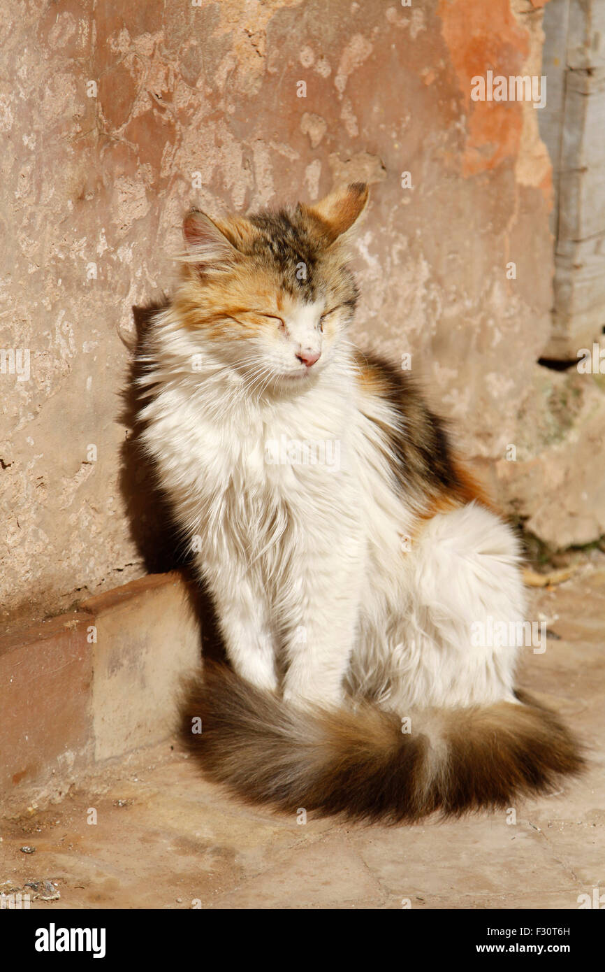 Domestic long haired cat wall hi-res stock photography and images - Alamy