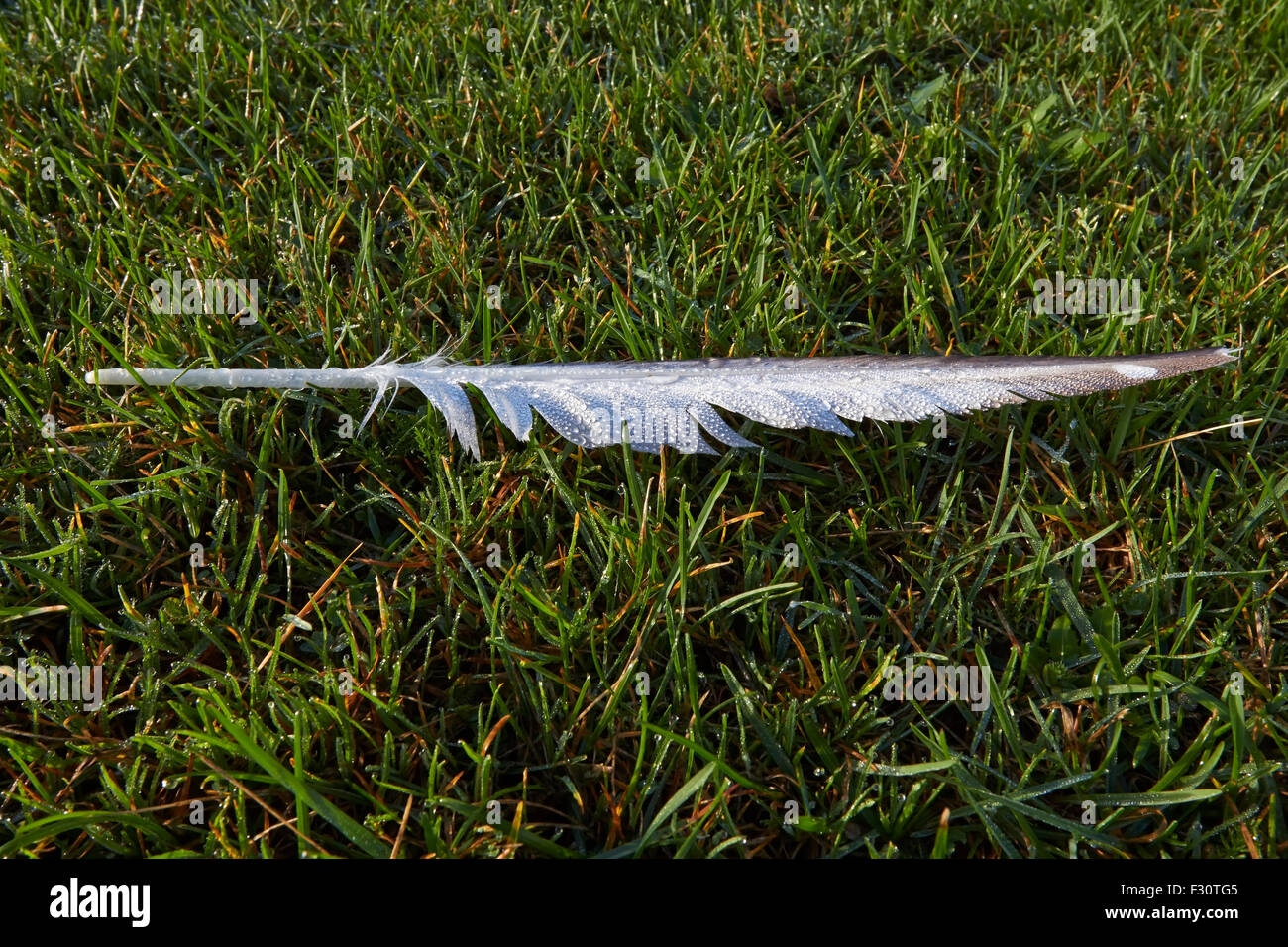 Wet Feather High Resolution Stock Photography and Images - Alamy